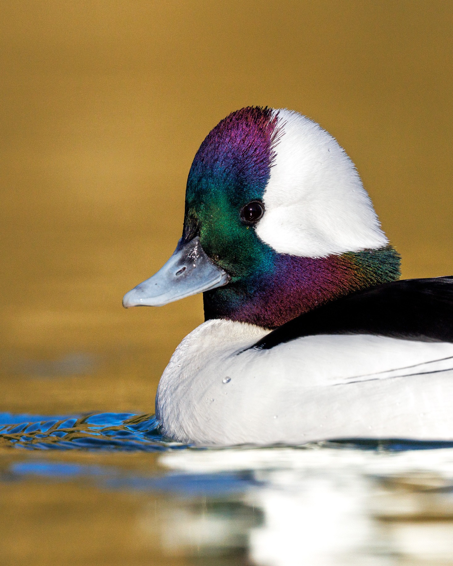 Bufflehead drake taken this week in BC with @jessfindlay and @connorstefanison - such a great week with incredible photo opportunities.