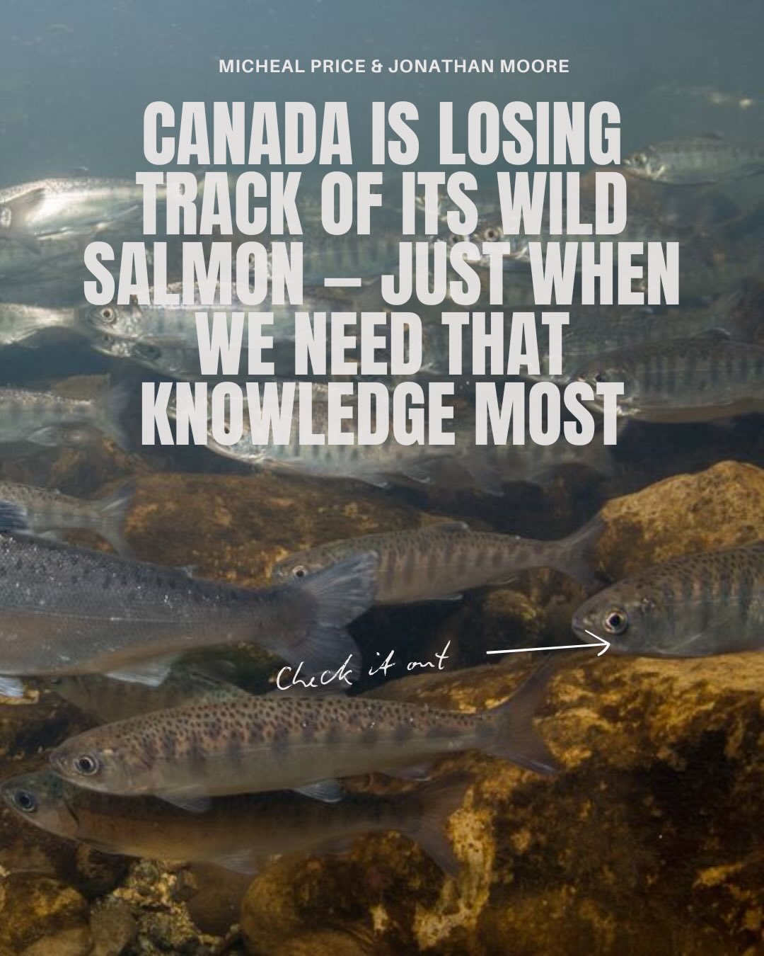 A new article by Micheal Price and Jonathan Moore has just been published in The Conservation. They discuss how Canada is loosing track of its wild Pacific salmon at the worst possible time, just as climate change and industrial development put growing pressure on their survival.
Link to the article in our bio!