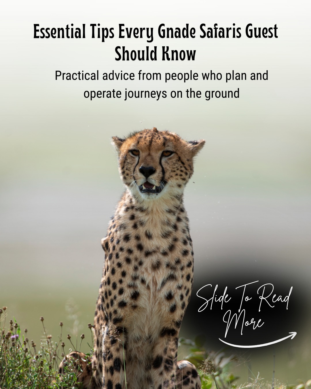 A great Tanzania journey starts before you arrive.
Simple preparation leads to smoother travel, better experiences, and unforgettable moments.
This is how we guide our guests at Gnade Safaris.
📧 info@gnadesafaris.com
📲 WhatsApp: +255 793 832 959
#TanzaniaSafari
#TravelSmart
#SafariPlanning
#ExploreTanzania
#gnadesafaris