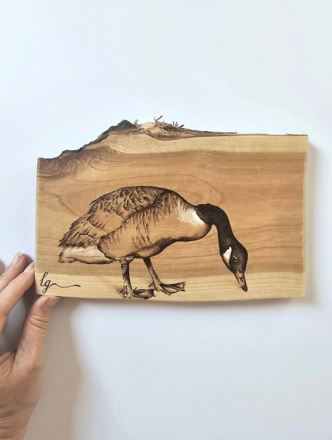 It's Time For Another
#torcrossdevon #canadiangoose