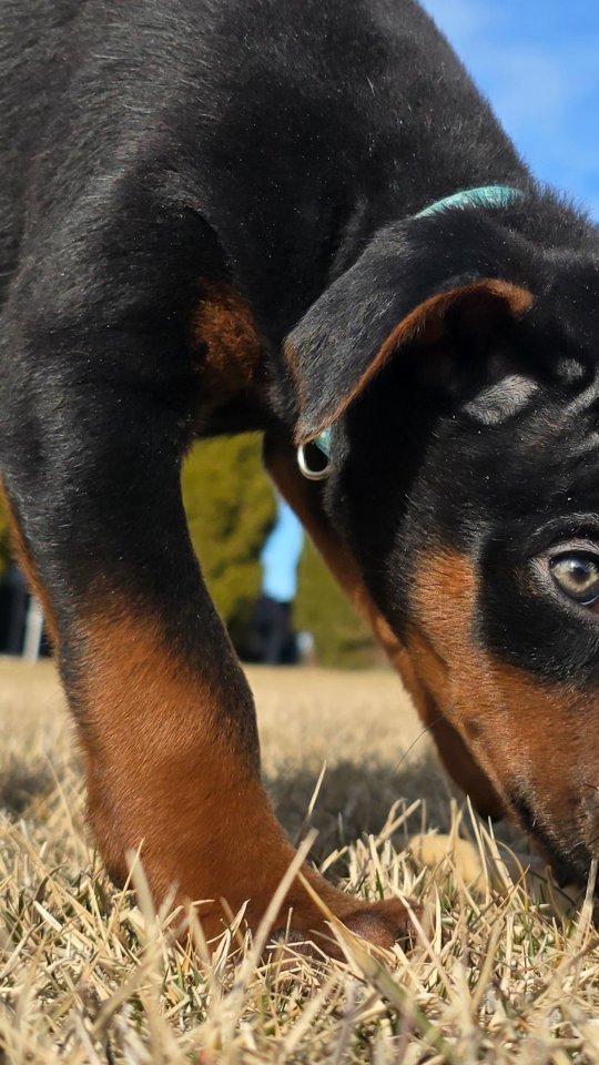 Brightest Eyes I've Seen so far
Can't wait to see how they turn out 😍
CoOwn Girl-Bite Sport preferred but not required.
DM for more info
PuppyApp in Bio
HealthTests Posted on Website Blitz x Donnte
-
Laizhou hong chinese red dog
-
Nothing for sale, DM to inquire about the breed!
-
dutch shepherd sighthound #rarebreed #protectiondog #chinesereddog beauceron schutzhund protection dog psa german shepherd guard dog trainer preservation chinese red dog #dobie