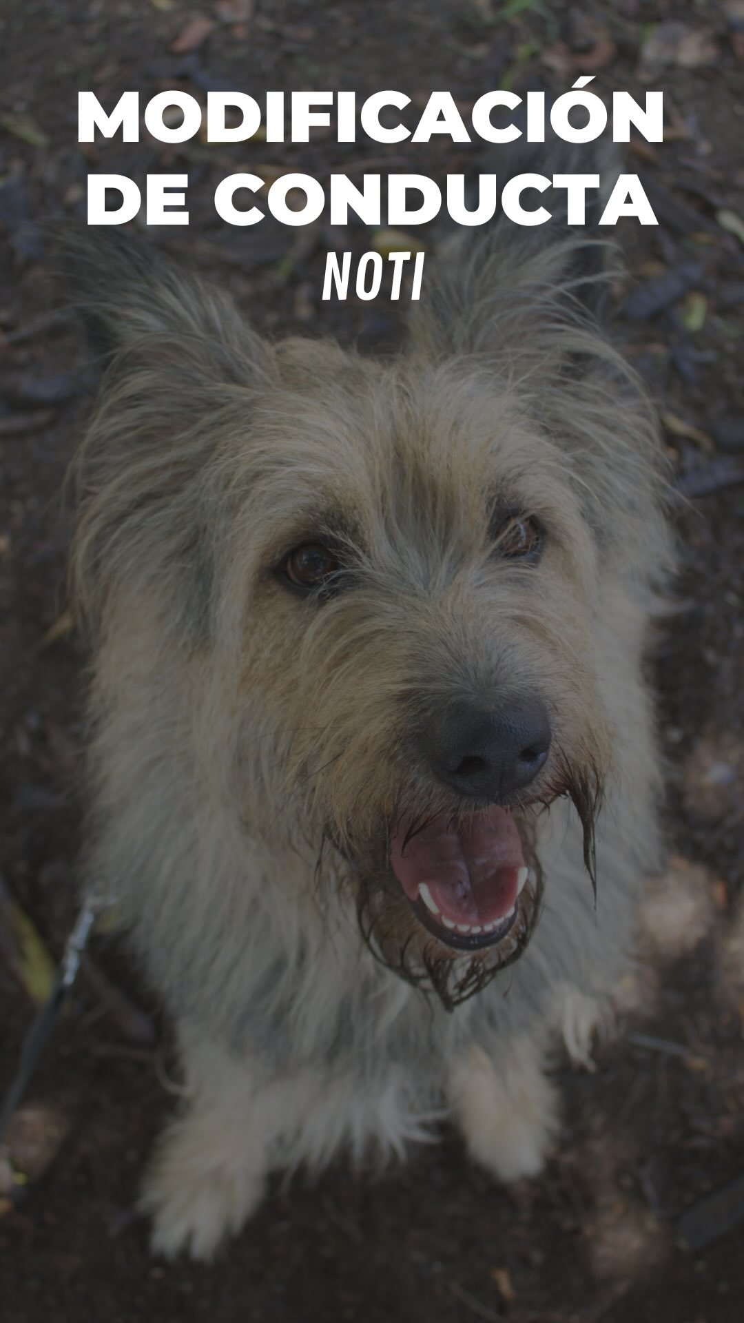 Empezamos a trabajar con Noti 💥
Una perra reactiva hacia otros perros debido a su inseguridad, el hiperapego con su dueña y una socialización mal hecha.
Podéis ver cómo en una sesión pasa de intentar morder a nuestros perros ayudantes, a poder oler, dejarse oler, caminar juntos y revolcarse por el suelo liberando todo ese estrés.
Bob, Patch y Rotti son perros estables y, una vez más, están ahí para ayudar a otros a entender cómo comunicarse y sentirse seguros entre ellos.✨
Seguimos trabajando con Noti, os iremos contando su evolución 💛
~
#dogtraining #educacioncanina #modificaciondeconducta #socializacioncanina #perroreactivo #reactividadcanina