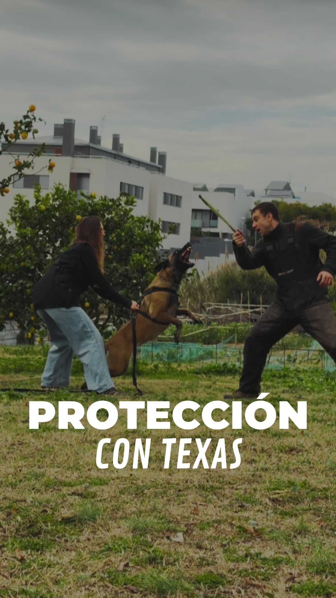 Primera sesión de defensa con Texas💥
Trabajando el cambio de instintos, agresión y presa.
🧐 ¿Queréis aprender a diferenciarlos?
~
#dogtraining #adiestramientocanino #igpdogsport #dogprotection #k9malinois
