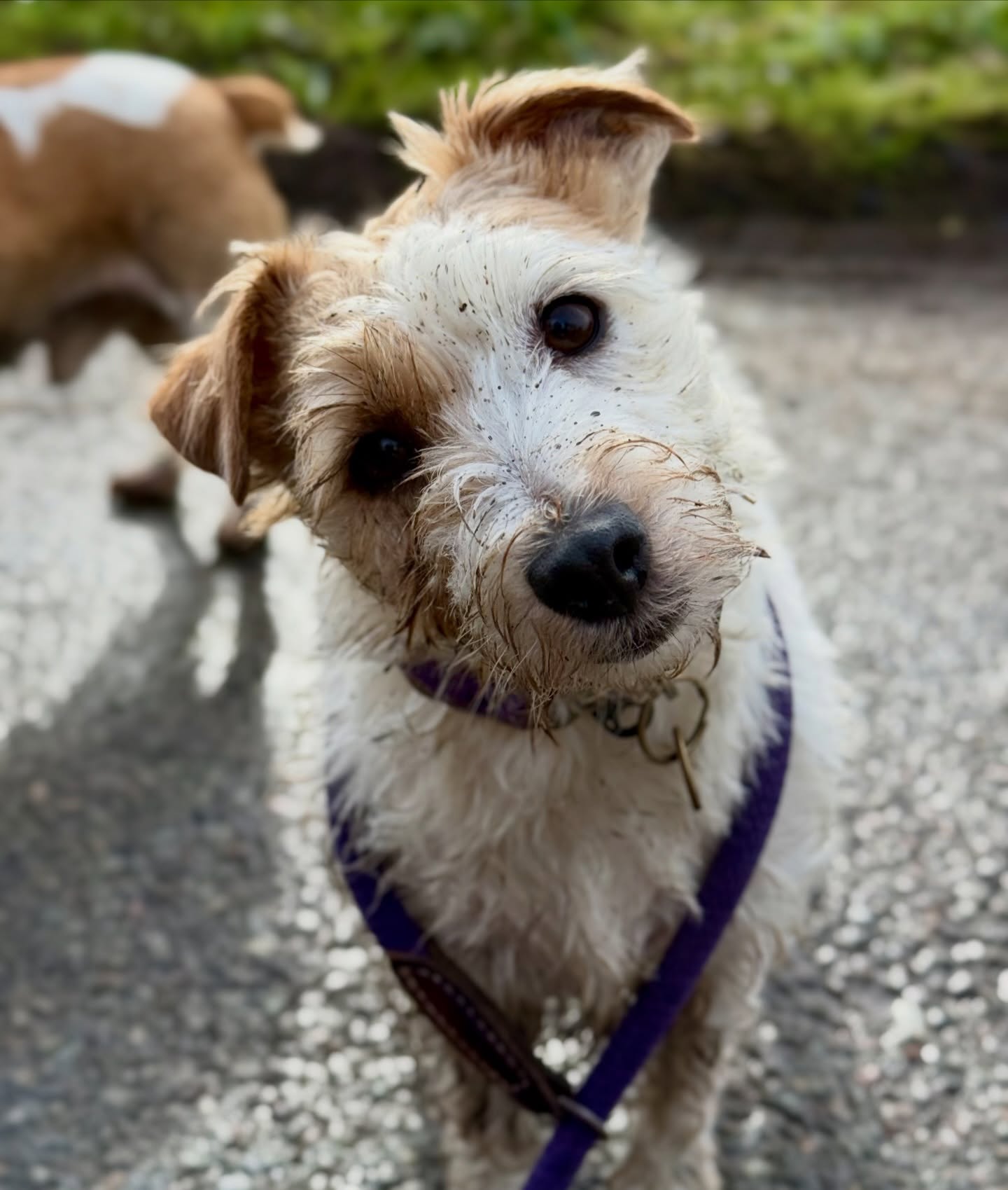 Dot Dots 💜
7 miles with a lot of wading through flooded fields and woodland, but the sun did shine for a time.
#muddywalks #cutie #dottydaydream #jackcambjrt #jackrussellterrier