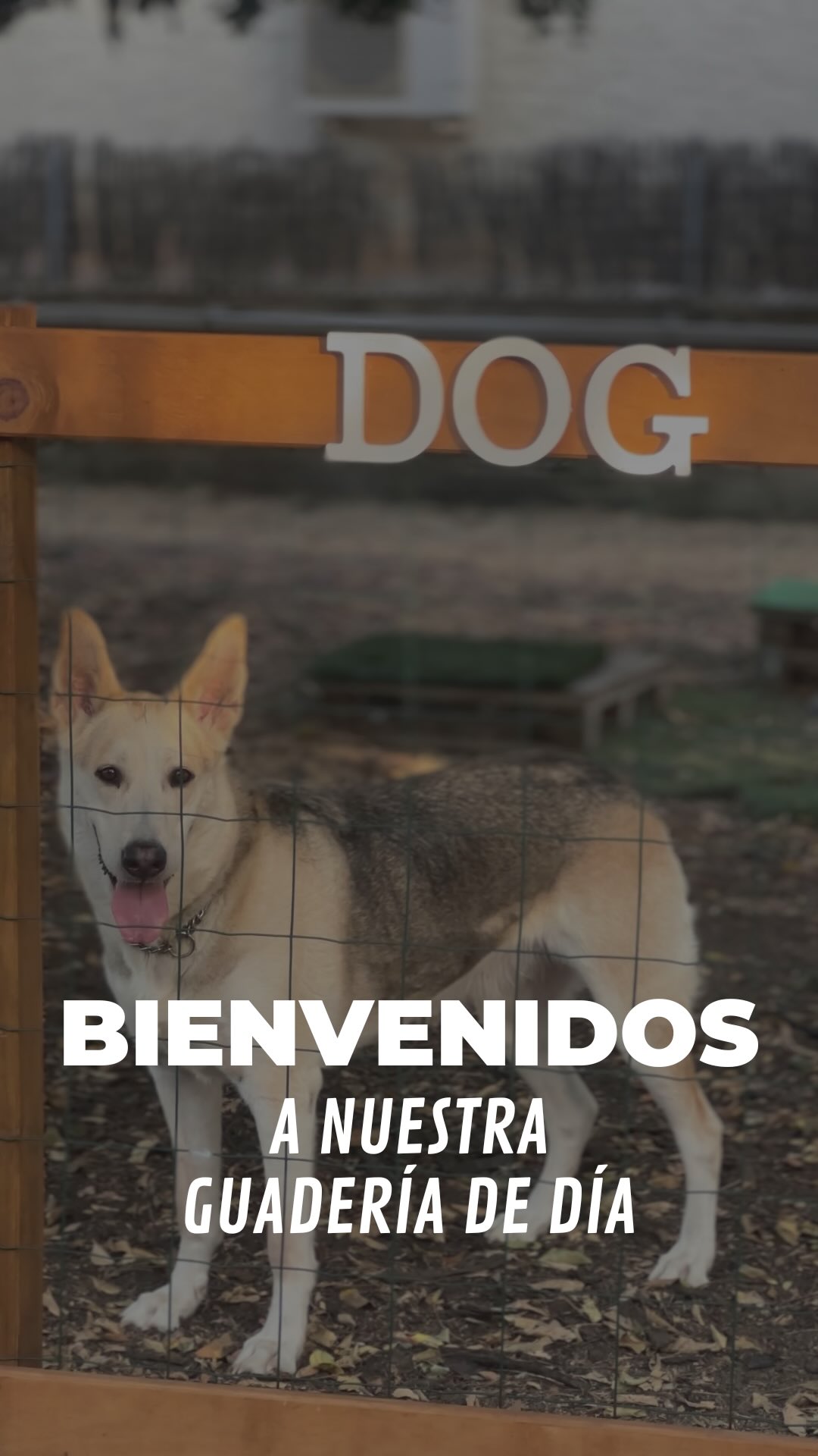 💛 Así es nuestra guardería canina: un lugar para jugar, aprender, descansar y pasarlo bien, siempre supervisados y cuidados como en casa.
Ofrecemos servicio de recogida a domicilio y el primer día de prueba gratuito, para que podáis venir a conocernos sin compromiso.
📍 Ubicación: Teià
⏰ Horario: Lunes a Viernes de 9h a 13h
❗️ Plazas limitadas
*Consultar tarifas y disponibilidad.
¡Os esperamos! 🐾
#dogtraining #educacioncanina #socializacioncanina #perrosfelices #guarderiacanina #guarderiadeperros