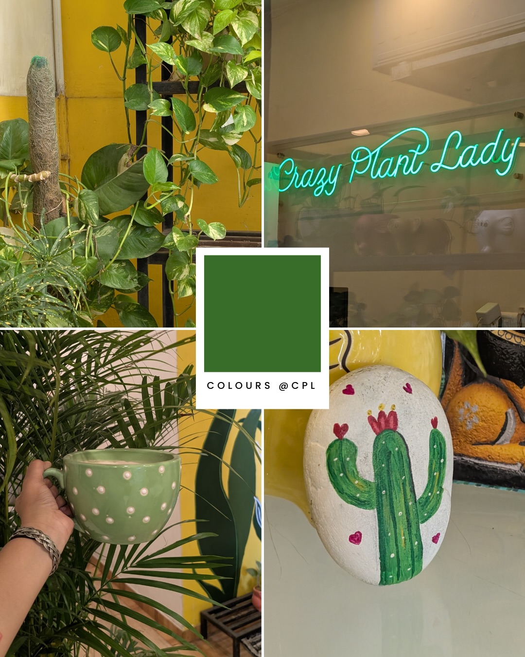 What’s that one colour that always catches your eye? 🌈✨
.
.
.
#crazyplantladycafe #coloursatcpl #weekendsinahmedabad #crazyplantlady #cafesinahmedabad