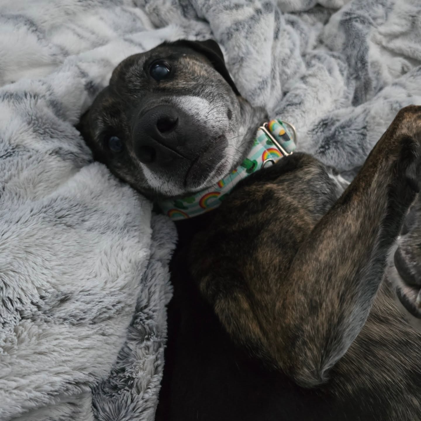 Tazaroni hopes everyone is staying warm in this cold/snow in NY!
I love the snow, but I am officially ready for Spring. Lol, who else?!