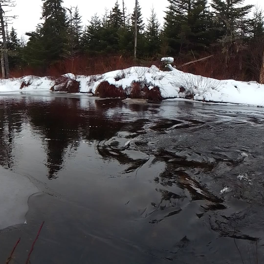 Water is what gives bones their exquisite sensitivity.
My new Research Journal post is finished:
https://www.dealtrynadya.com/post/research-journal-february-2026
Happy Reading!
N