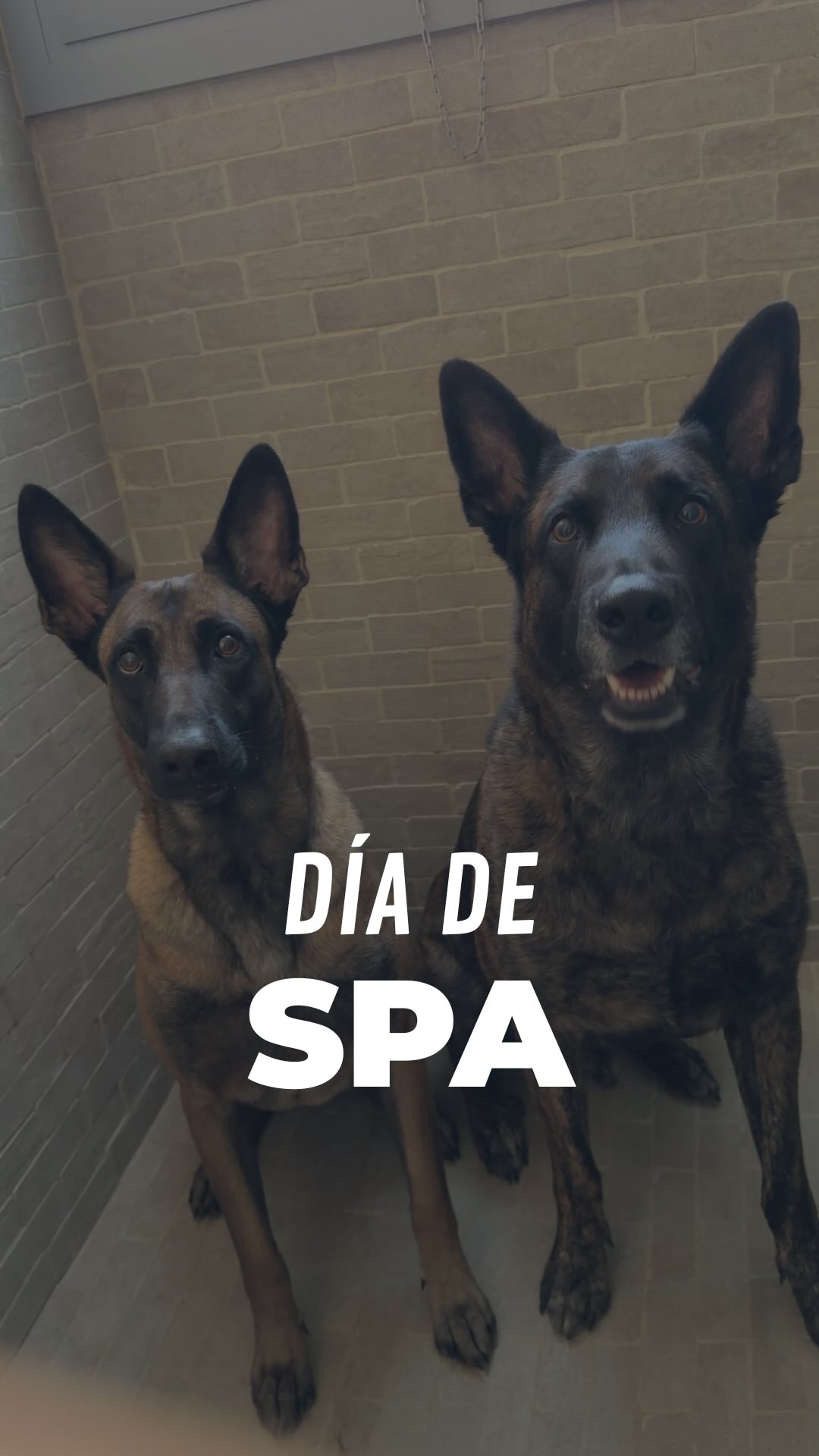 Dia de spa🦭🫧
~
#dogtraining #peluqueriacanina #pastorholandes #pastorbelga #malinois