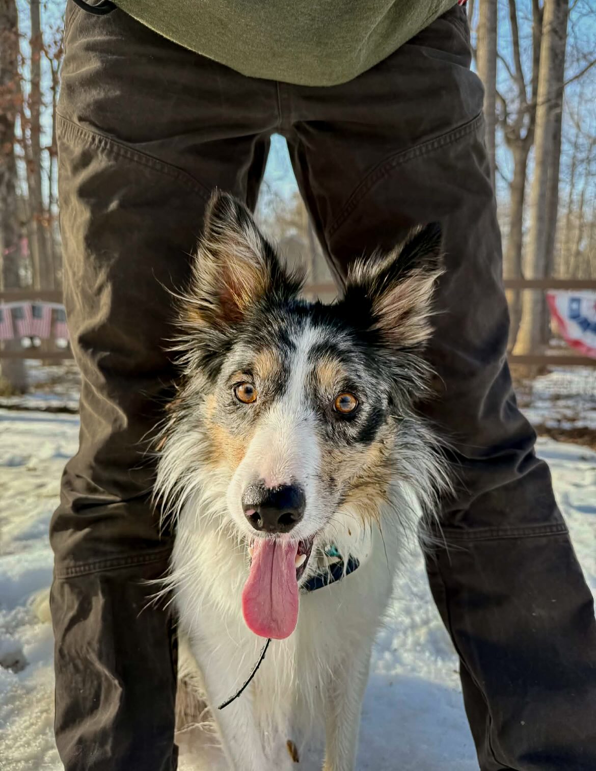 🇺🇸Piper🇺🇸
How adorable is this face?! This well behaved girl is a potential candidate for nose work.
#dogtrainer #dogtraining #k9