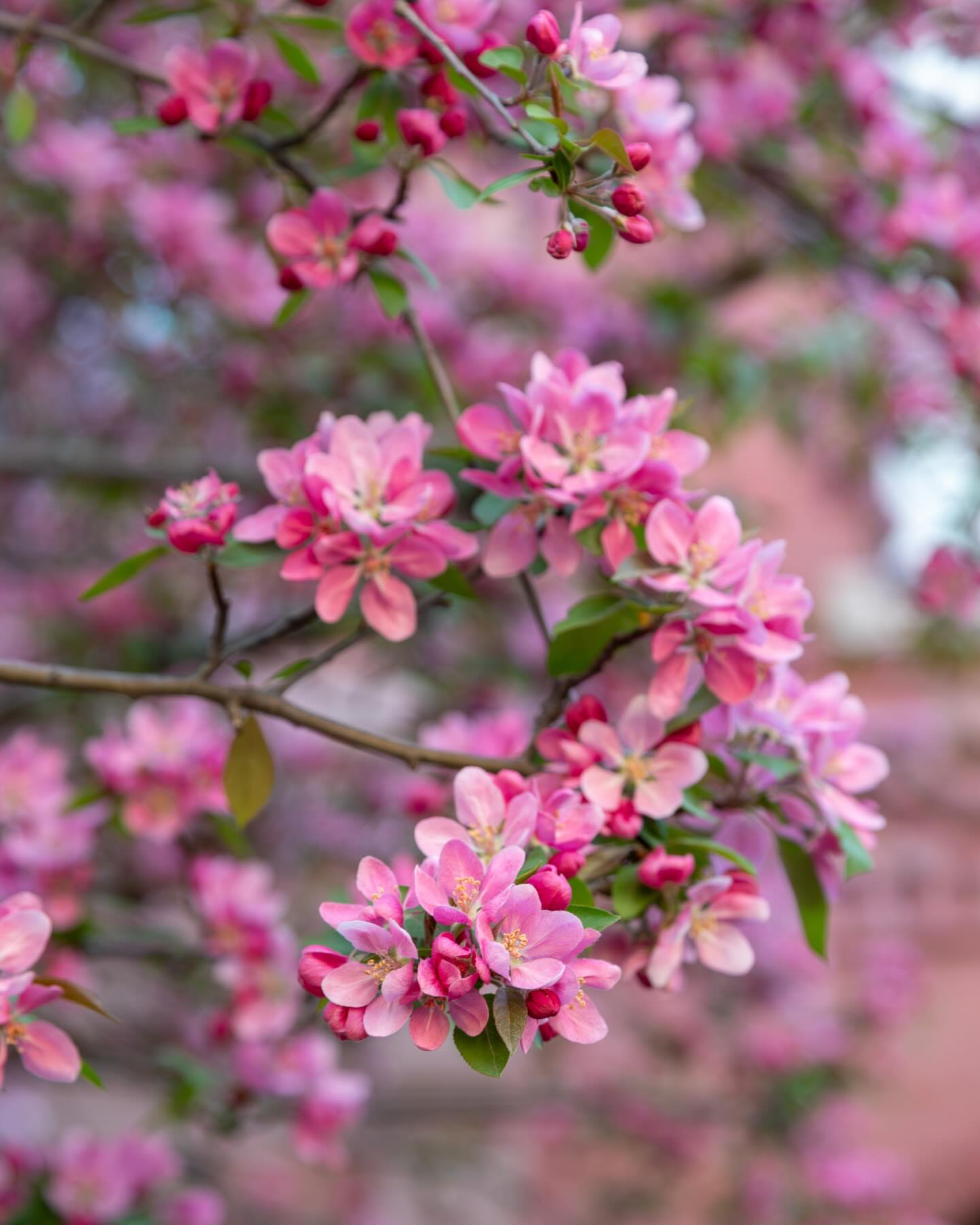 Yes, there might be a foot and a half of snow on the ground…BUT:
🌸 22 days until the first day of spring
⚾️ 36 days until Red Sox opening day at Fenway
🏃🏽♀️ 53 days until the Boston Marathon
In other words - winter, your days are numbered!
#finegardening #gardendesign #springiscoming #springgarden #gardengram