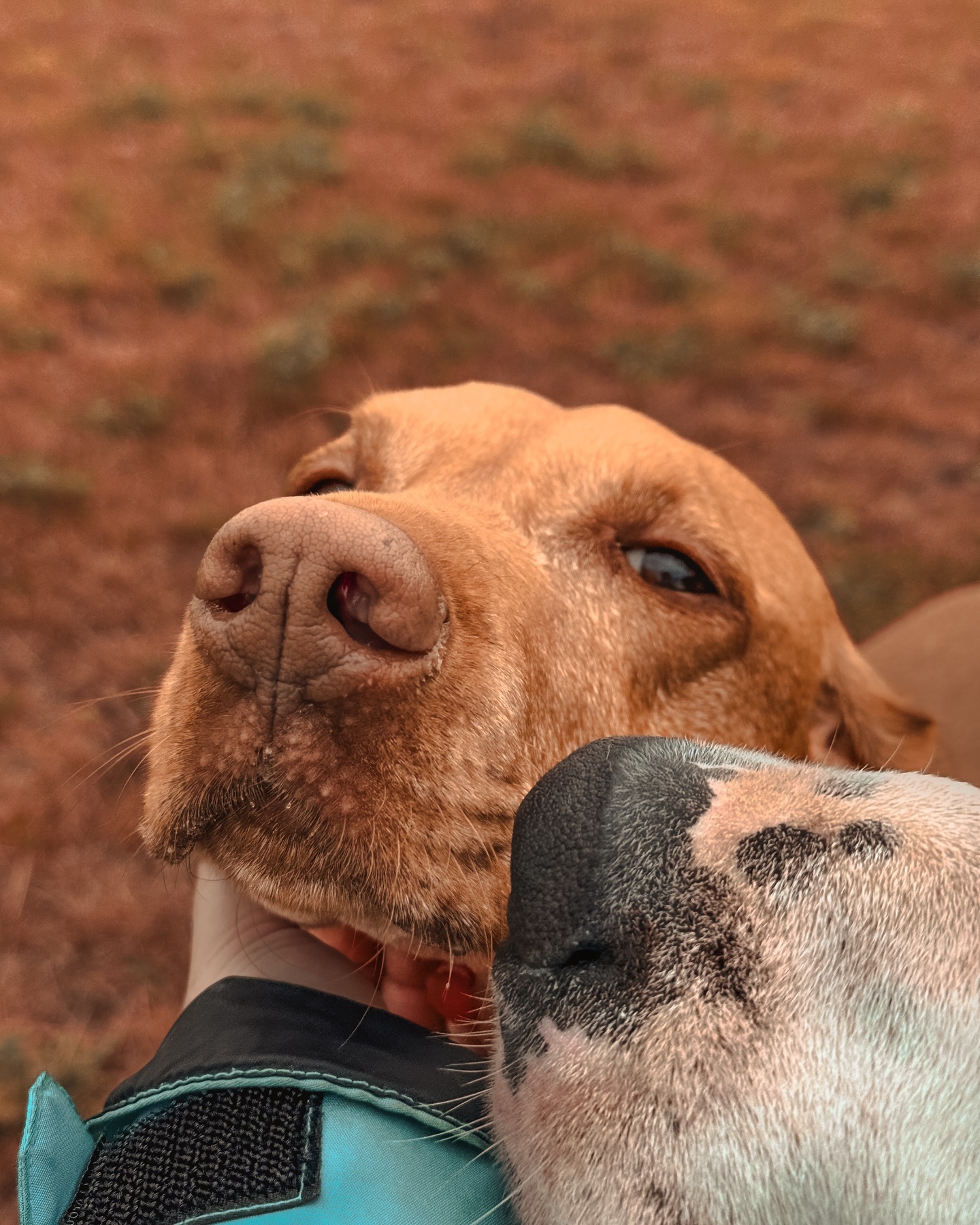 ‘I’ll give you 3 seconds to move your snout Dutch otherwise it’s going in my gob’ 😆😆.
.
.
.
.
#dog_features #dogsofinstaworld #dogs_of_instagram #dogoftheday #dogsofinstagram #dogstagram #doglover #dog #dogs #doggy #doggo #doge #doggies #doggie #cute #dogwalker #dogwalking #norwichdogwalker #dogwalkernorwich #norwich #norfolk #dogpark #vizsla
