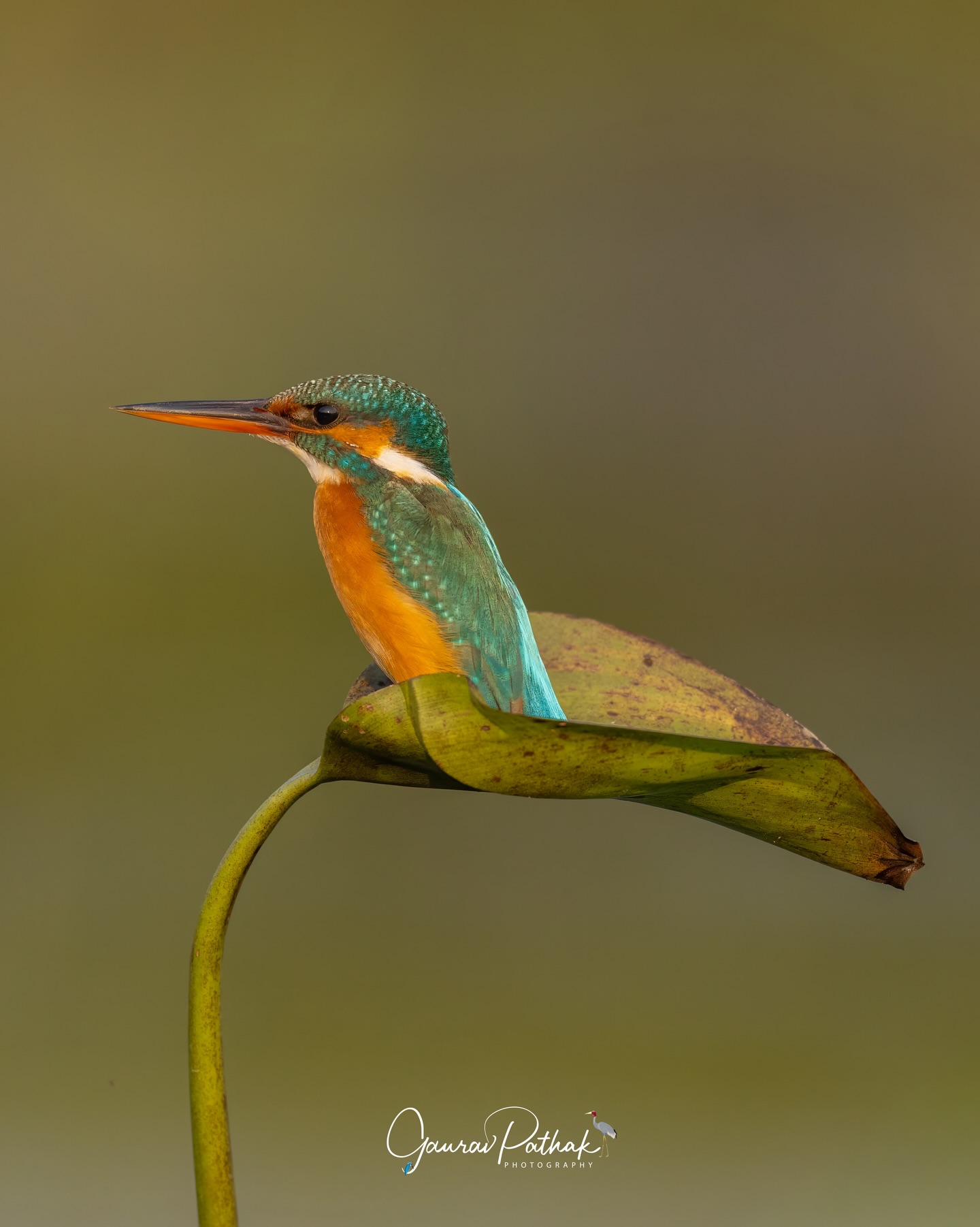 Common Kingfisher (Alcedo atthis) – No, this isn’t an AI-generated image. It really did choose to sit on a leaf rising out of the water, as if placed there on purpose. Electric blue back, burnished orange underparts, and that dagger-like bill held steady over the shallows.
Moments like this feel almost staged, but they’re anything but. The common kingfisher is a precise, patient hunter, often perched low and close to the water before plunging in headfirst. Sometimes nature arranges the frame better than we ever could.
.
Location - Purbasthali
Shot on Canon R5
Canon RF600mm F4 L IS USM
ISO 1250
f/4.5
1/4000s
.
#NatureIsWild #RiverbankMoments #toogoodtobetrue
#canonasia