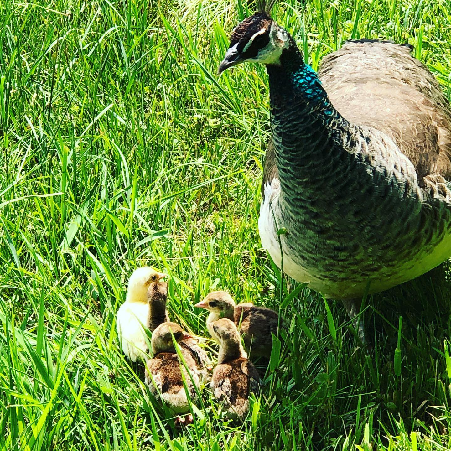 Peahen with peachicks Www.gulstadsgoodies.com