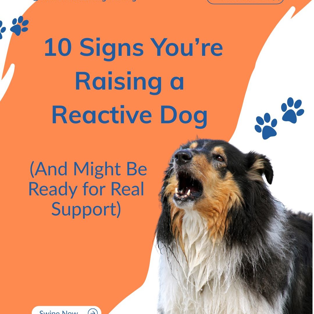 If you saw yourself in this⌠youâre not failing. Youâre navigating something hard.
Reactive dog life isnât just about barking on leash.
Itâs about:
⢠scanning every corner before your dog does
⢠mastering the emergency U-turn
⢠replaying walks in your head at night
⢠loving your dog fiercely while quietly feeling overwhelmed
And hereâs the part I really want you to hear:
~This is not an obedience problem.
~Itâs not a âyou just need to be firmerâ problem.
~Itâs not a âyou created thisâ problem.
Reactivity work is emotional work. For your dog â and for you.
*When youâre constantly guessing whether you handled it rightâŚ
*When walks feel like strategy sessionsâŚ
*When you wish someone would calmly say, âHereâs what to do nextââŚ
Thatâs exactly why I built The Creature Good Behavior Club.
-Structured guidance.
-Compassionate support.
-Real change â without shame.
You donât have to keep figuring this out alone.
If even 3 of these slides hit home, come take a look at what the Behavior Club has to offer.
Link in bio.