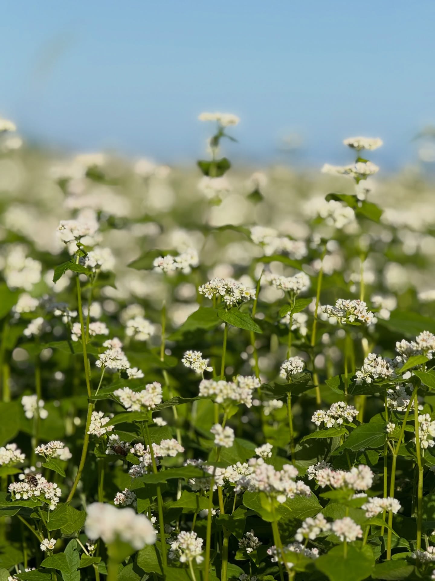 Buckwheat: It’s a fast-growing, warm-season cover crop that we use in our fields. Ideally for rapid weed suppression, soil loosening, and increasing soil phosphorus availability. Our Bees also love them producing a darker honey.
#lahaina #maui #mauihawaii #mauifarms #organic