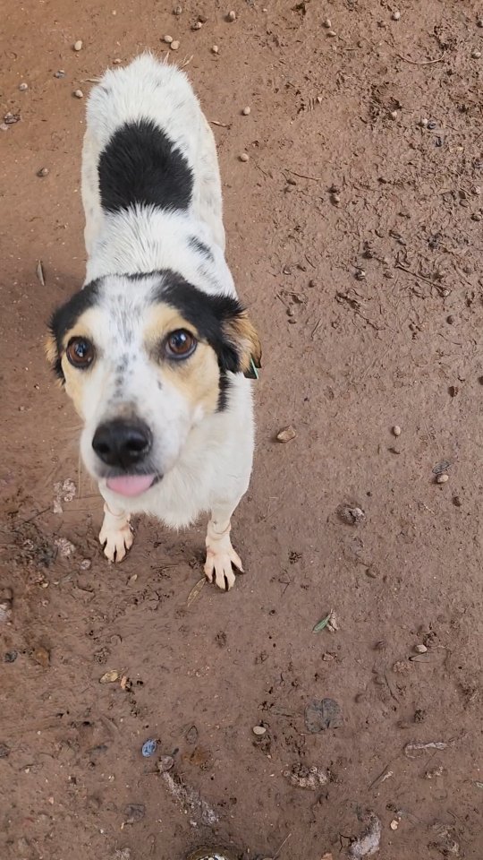 Introducing Violet✨️
Violet is another of our recent government shelter rescues. We don't know anything about her past, or how she ended up in the government shelter, but she was extremely stressed, and was desperate to be saved. When she saw us, she clung to the fence of her kennel, crying to be let out. She is very thin, and has lots of scars on her legs and neck. Clearly, she had been having a difficult time in the shelter. We could see her heart break when we walked away, and we decided we couldn't leave her behind.
Violet is now safely settling in to the Melez enclosure. She is an affectionate girl who loves getting belly rubs!
Once she is ready, we will try to find her a home where she can feel safe and loved for the rest of her life!