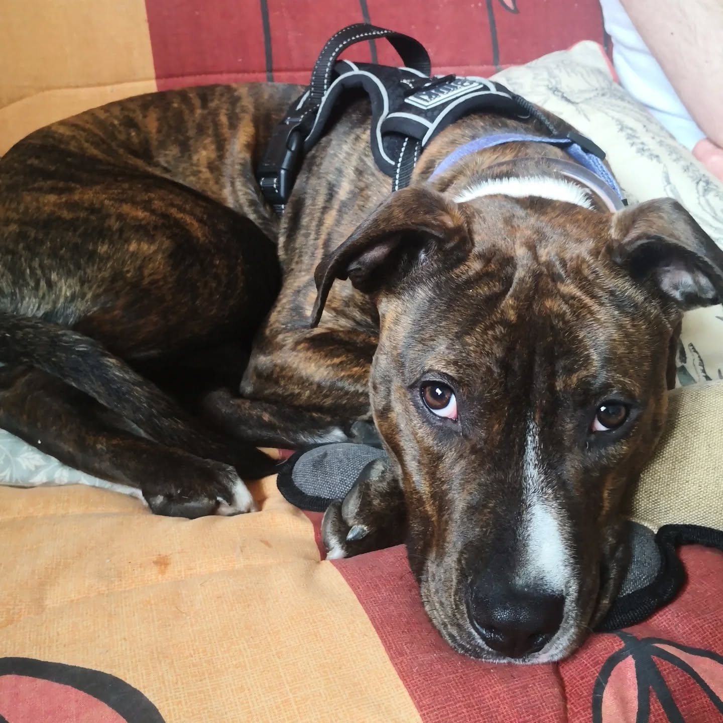 Altaïr, X staff de 6 mois en bilan comportemental. Gestion des craintes et émotions, solitude, développement de sa communication et éducation de base. Un ptit loulou très attachant.