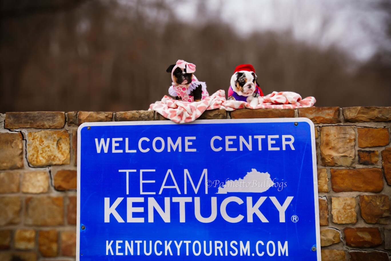 #palmettobulldogs #englishbulldogs #dogsofinstagram #kentucky #instagood