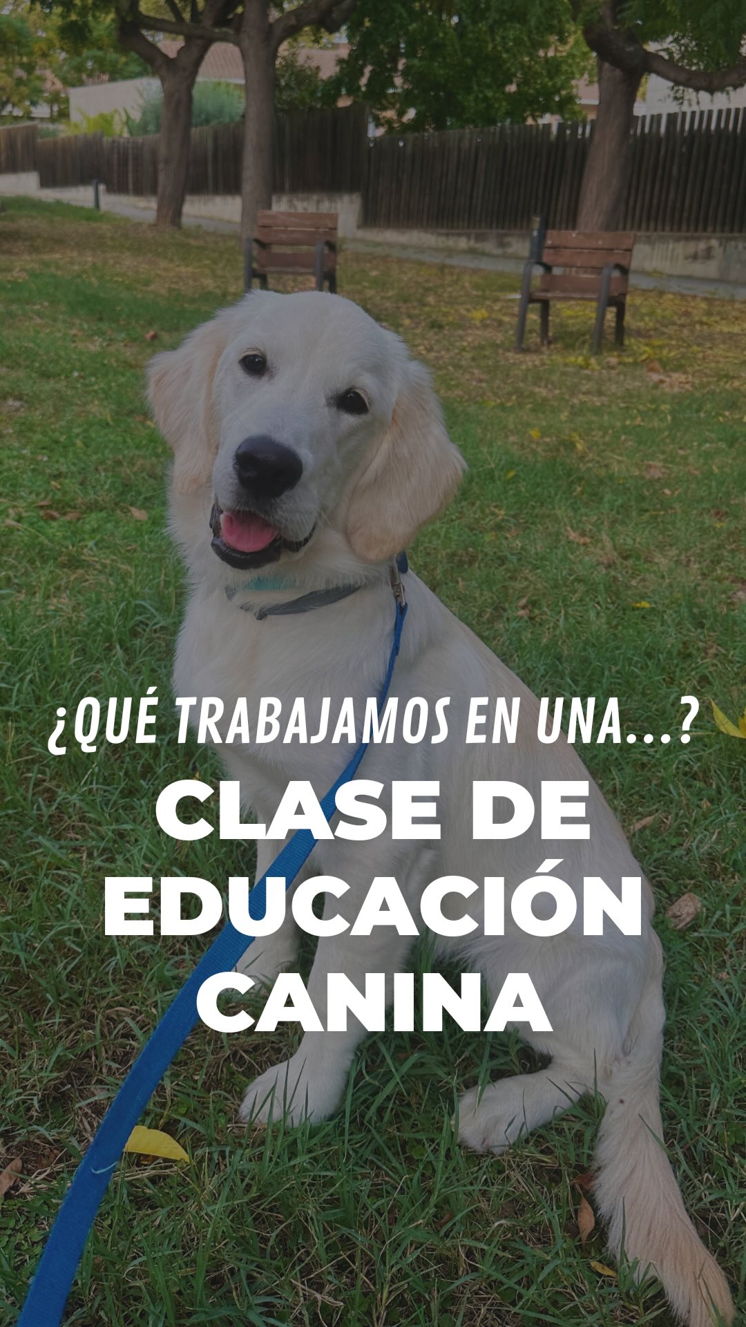 Durante los primeros meses de vida, el cerebro de un cachorro está en su etapa de mayor plasticidad 🧠
Cada experiencia que vive moldea sus conexiones y su forma de entender el mundo 🌍
En esta fase aprenden rapidísimo, pero también son muy sensibles a lo que sienten: seguridad, calma, frustración, miedo...
Por eso es tan importante construir unas bases sólidas para cuando sean adultos ✨
Nuestro curso de cachorros no va solo de enseñar órdenes…
Va de guiar, de crear vínculo y de ayudarles a crecer seguros, equilibrados y comprendidos.
¿Te gustaría empezar con tu cachorro? 💛
~
#dogtraining #educacioncanina #socializacioncanina #obedienciacanina #goldenretriever #goldenpuppy #perrosfelices #maresme