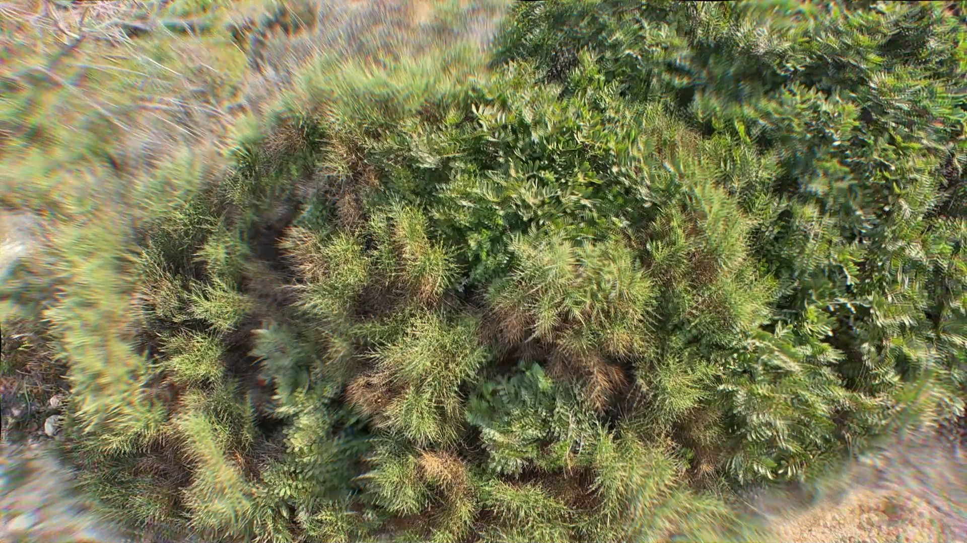 This shrub is turning into a mush 🍄