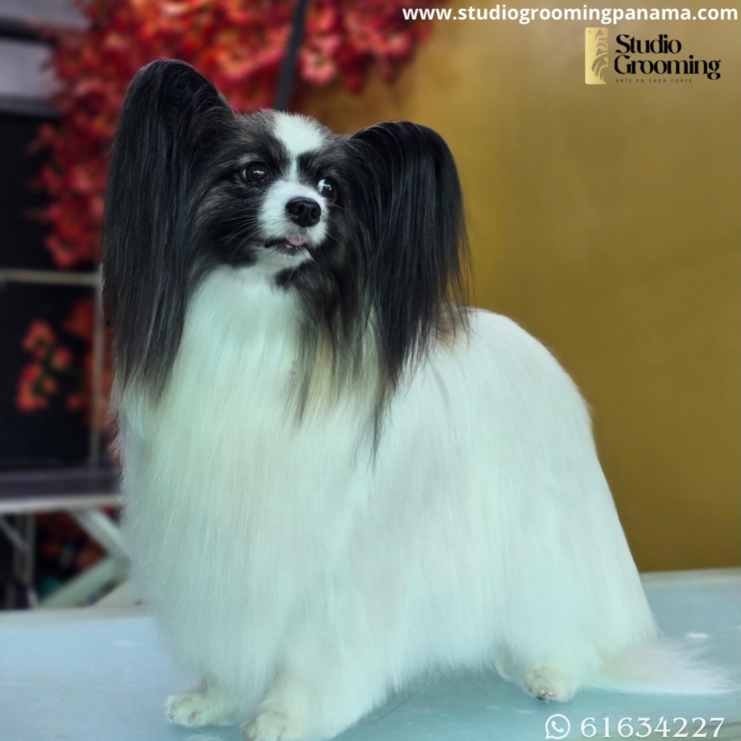 Mira ese manto.😮💨
Mira esa estructura.😍
Mira ese brillo.🤩
En Studio Grooming no trabajamos rápido… trabajamos nivel Dios 😎
Ahora cuéntanos 👇
¿Tu mascota está lista para un cambio así?
💬 Comenta “QUIERO NIVEL STUDIO”
y te enviamos la información para agendar.
📍 El Cangrejo
📲 6163-4227
Porque cuando el grooming es arte… se nota.