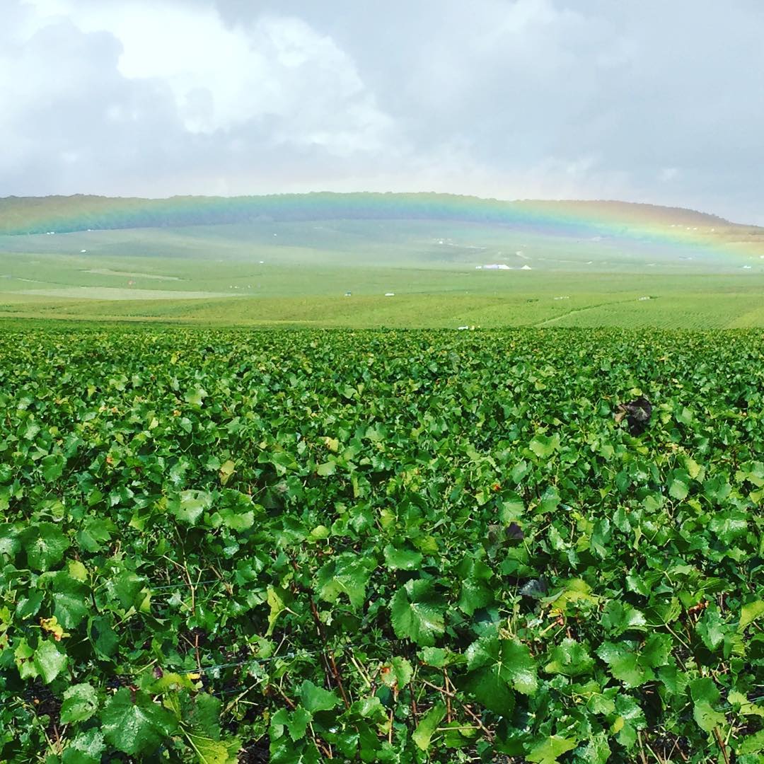 #champagnefromentinleclapart #vigne #rainbow #arcenciel #vendanges #champagne #bouzy