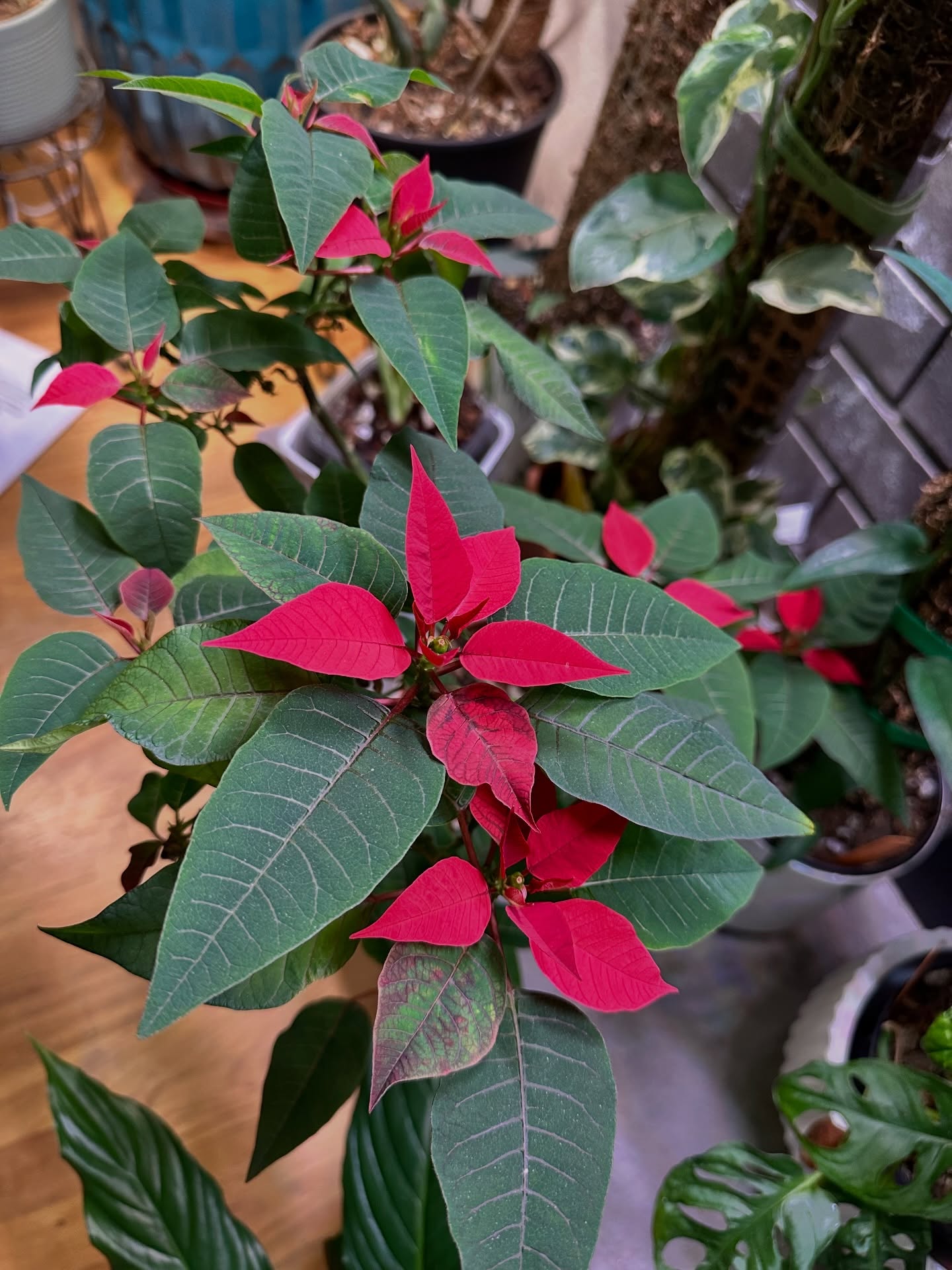 For years I’ve taken a swing at getting a poinsettia to color up again… and for years, I struck out. I knew it was all about light cycles, careful watering, and temperature control — but knowing and doing are two different things.
This sad little specimen had been a plain green houseplant for over a year when I picked it up and thought, why not try again? Well… seems I finally cracked the code. Christmas has come and gone, but here it is — bold red bracts and showing off in February like it owns the season.
Next challenge: keep it happy and see if I can repeat the magic.
#Poinsettia #HolidayPlants #PlantWins #HouseplantSuccess #WinterColor