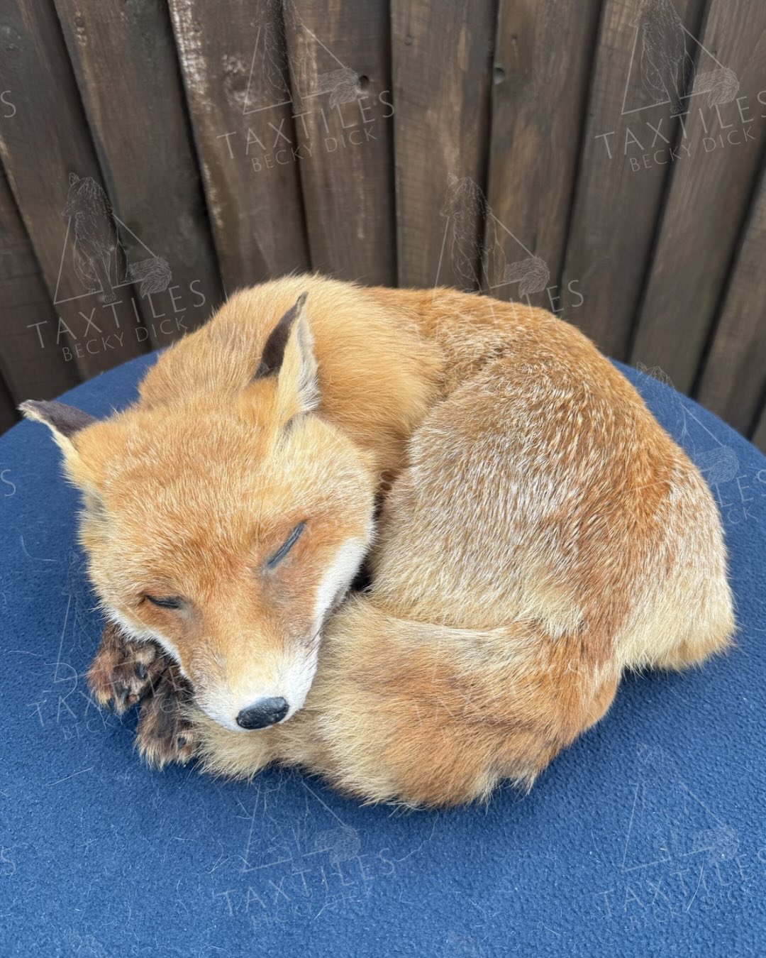 Lovely sleeping fox remount and fox pelt complete for the customer. As you may know I posted a few weeks ago about an already processed fox with a mounted head but flat skin, the customer wanted it remounted as a sleeping fox. It was a good challenge to do, as there were no measurements due to their being no carcass to take measurements or make a form from. I used inspiration from an already pre made fox form, took measurements of the pelt itself and with a lot of alterations, I managed to make the form fit. The customer also wanted a fox pelt which I tanned a processed for them. The foxes name is Fiona, she will be very much loved 🦊
Pelt died due to roadkill and the remount died of natural causes.
#commission #fox #taxidermy #foxpelt #🦊