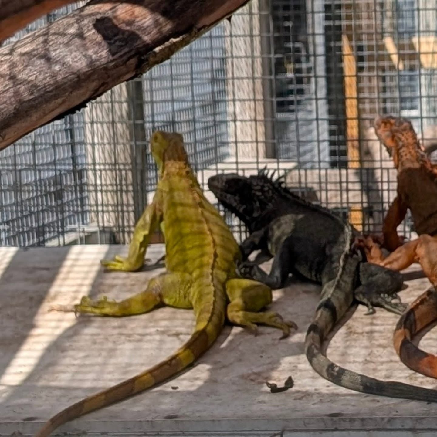 Took a little trip down south and spent some time with Sam at @floridaiguanatortbreeders 🐢🌴
From giant tortoises to colorful iguanas, it’s always inspiring to connect with passionate breeders who truly care about their animals.
There’s something special about being around these gentle giants — powerful, ancient, and unbelievably calm.
Thank you, Sam, for the time, the knowledge, and the behind-the-scenes look at your amazing facility!
Reptile people are the best people. 💚
Any guesses on who we brought home?
#ReptileLife #GiantTortoise #FloridaReptiles #BreederLife #HappyChamsOnTheRoad