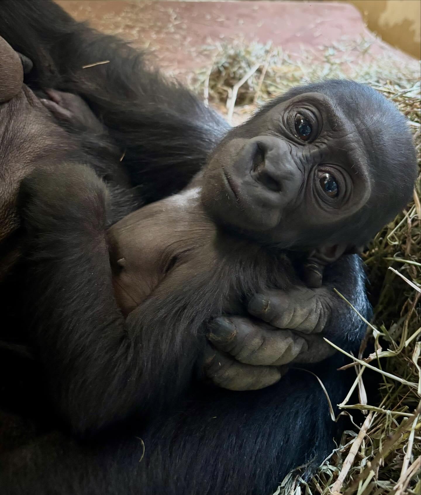 February at the zoo 💕🦍