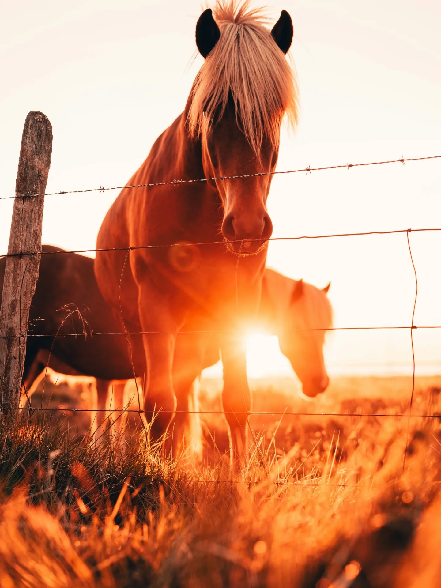 🔥 Year of the Fire Horse 2026–2027 🔥
On February 17, 2026, we entered a rare 60-year cycle of bold Yang Fire energy a year of courage, movement, reinvention, and visionary expansion in the Chinese zodiac. The Horse brings independence and momentum. The Fire brings passion and transformation.
For me, this energy aligns perfectly with a new chapter: opening my own studio and expanding my vision for Holistic Acupuncture Santa Cruz.
This is not just about a new space.
It’s about building a hub for Doulas and holistic practitioners centered on maternal health and family wellness.
That’s why I created The W∞M 🤍
A place devoted to:
✨ Supporting mothers through every phase
✨ Nurturing families holistically
✨ Bringing together aligned practitioners under one roof
✨ Creating true community-centered care
Fire Horse energy asks us to move boldly but with intention.
To build bravely but stay grounded.
To expand without burning out.
This studio is a vision unfolding. A space for healing, collaboration, and transformation for our Santa Cruz families.
What bold step is calling you in this Fire Horse year and would you want to be part of this vision? 🌿🔥
#AcupunctureSantaCruz #SantaCruzAcupuncture #DoulaSantaCruz #MaternalHealth #FamilyWellness
