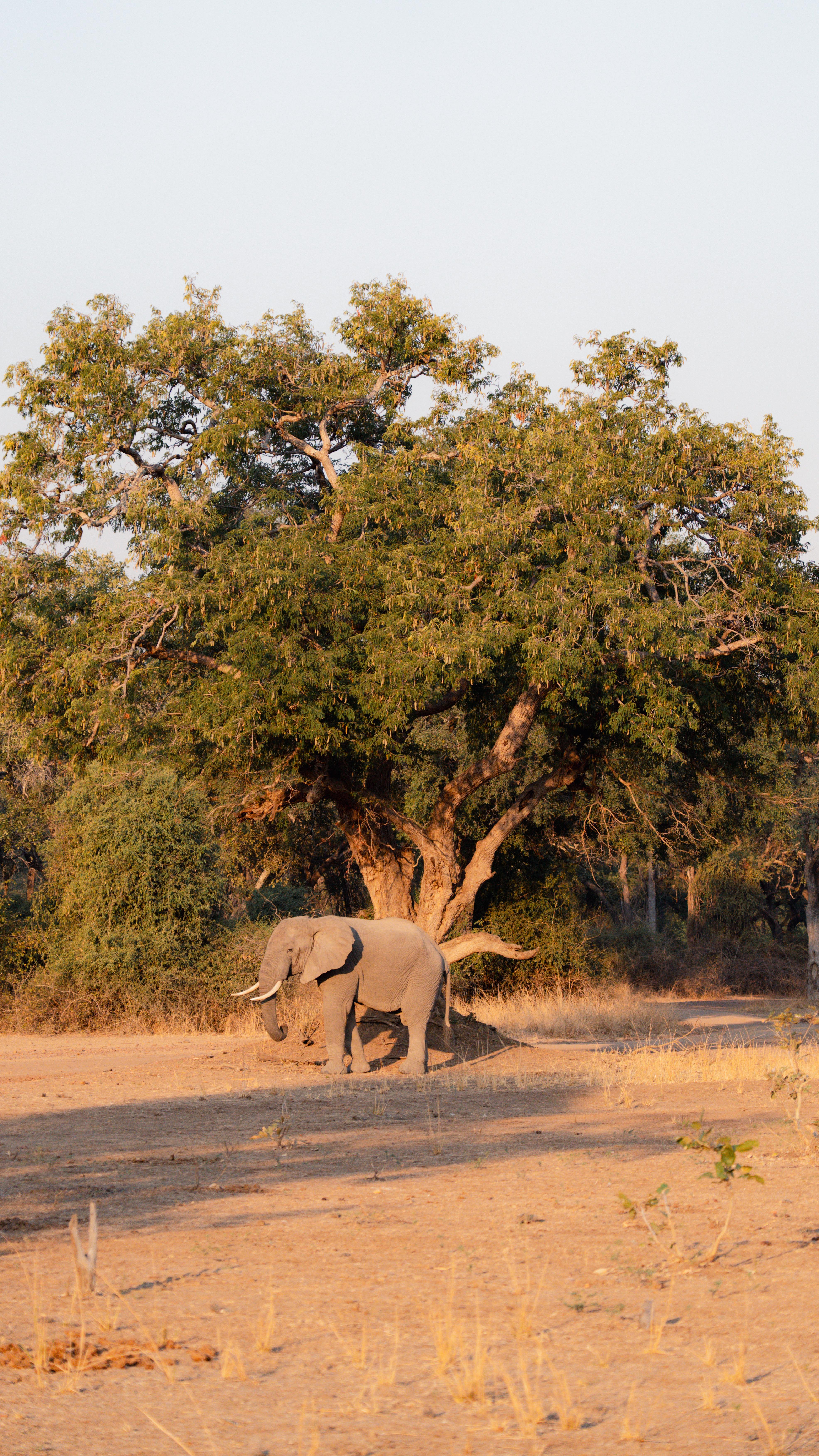 Out here in the bush — no music, no filters, no distractions.
Just pure nature.
That’s what I love about Zambia.
It’s still wild. Still open.
Not overrun with tourists.
Not packed with endless camps.
Which makes it even more special.
The landscapes are endless.
The silence feels different.
And the wildlife… simply unreal.
Zambia has so much to offer —
and somehow it’s still a hidden spot.
That’s exactly why I love bringing my groups here.
And who knows…
maybe soon it’s your turn to experience Zambia too.
Trendy Audio or Real Bush Sounds? 👇
#zambia #zambiasafari #wildlifephotography #southluangwa #africatravel