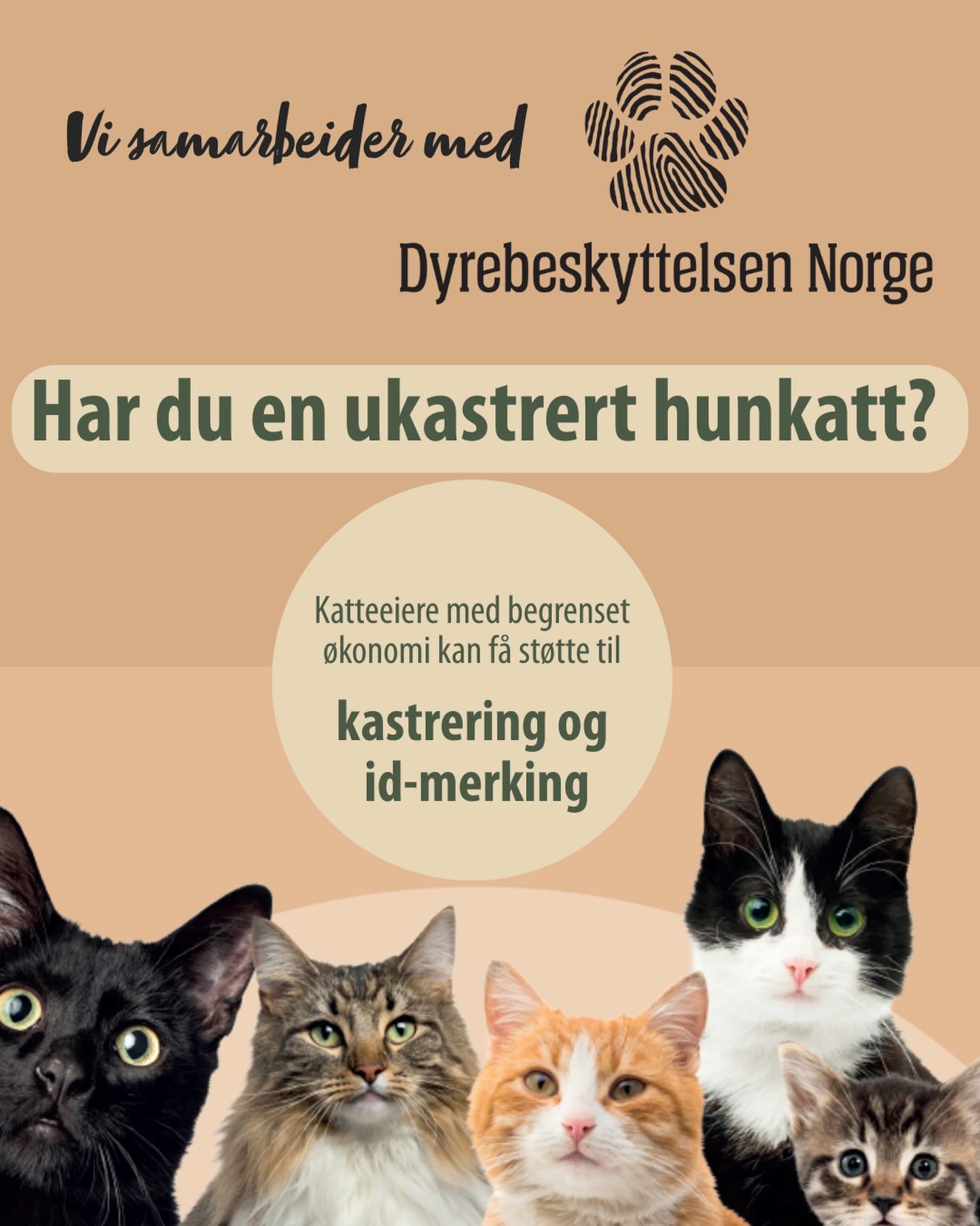 🐾 Verdens kastreringsdag – tirsdag 24. februar
Vi deltar i år i et samarbeid med Dyrebeskyttelsen Norge for å bidra til færre hjemløse katter 🐱
I forbindelse med Verdens kastreringsdag tilbyr vi rabattert kastrering og ID-merking av hunkatter for de som ikke har mulighet til å bruke penger på dette. Dyrebeskyttelsen Norge dekker 2500 kr per katt (inkl. mva), for inntil 5 katter ved vår klinikk.
Kastrering er det viktigste tiltaket for å forebygge uønskede kattunger og bedre dyrevelferden.
Ta kontakt med oss dersom du tenker dette tilbudet kan være aktuelt for deg eller noen du kjenner ❤️