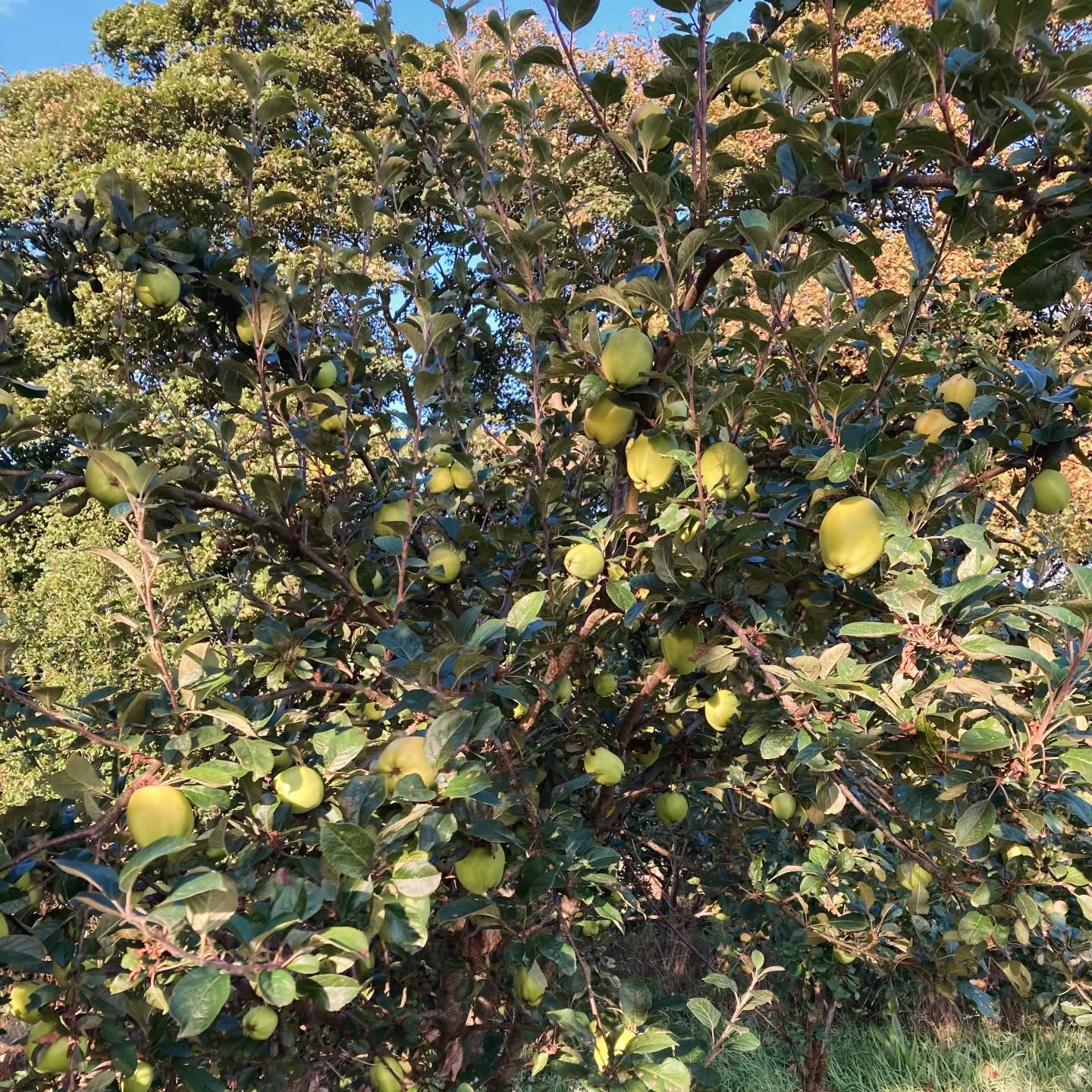 There are plenty of apples in the recreation ground, perfect for picking! ๐