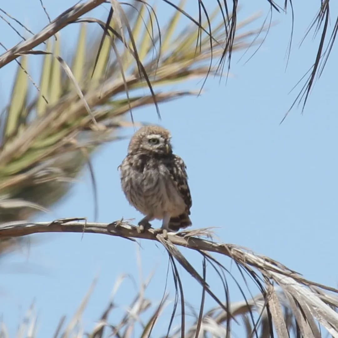 A juvenile little owl.
#islandwildlife #kefaloniawildlife #kefaloniabirding #guidedwildlifewalks #littleowl