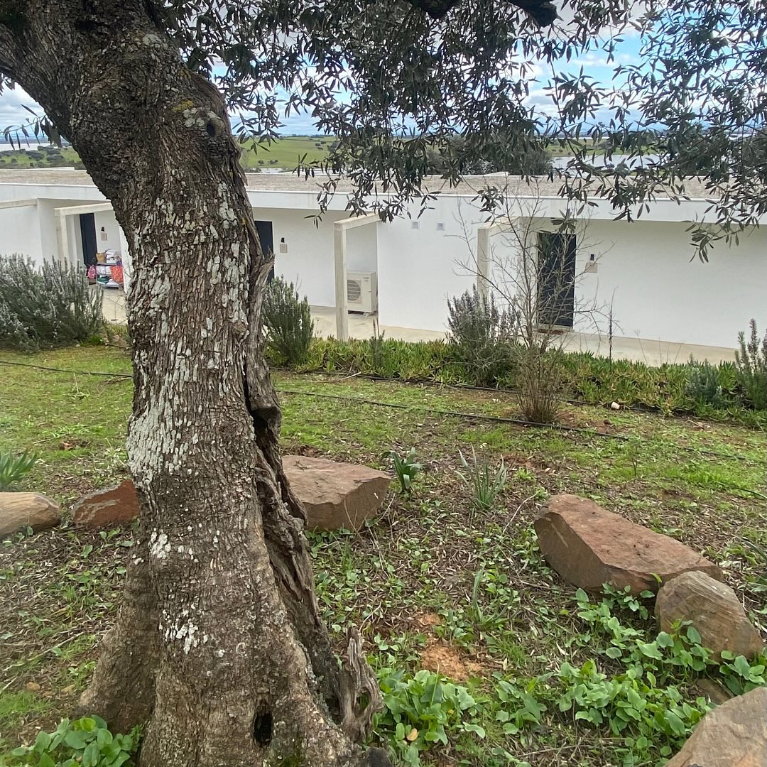 As oliveiras centenárias fazem parte da nossa história e as novas oliveiras plantadas por nós e pelos nossos hóspedes ficarão para fazer história neste local único com vista para o Alqueva e no sopé de Monsaraz. O nosso montado misto de azinheiras e oliveiras é tratado e desenvolvido para que o seu ecossistema único se mantenha saudável e lindo!
The centuries-old olive trees are part of our history, and the new olive trees planted by us and our guests will remain to make history in this unique location overlooking Alqueva and at the foot of Monsaraz. Our mixed forest of “azinheiras” (holm oak trees) and olive trees is cared for and developed so that its unique ecosystem remains healthy and beautiful.
#azinheira #oliveira #oliveirascentenarias #traditionholmoaktree #view #landscape #Monsaraz #Alqueva #montimerso #montimersoskyscapecountryhouse