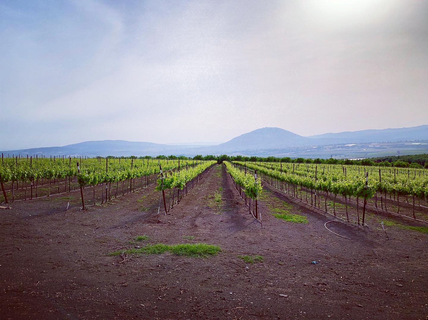 #vinyard #tavormountain #israel #sunset #travellocalisrael #gail