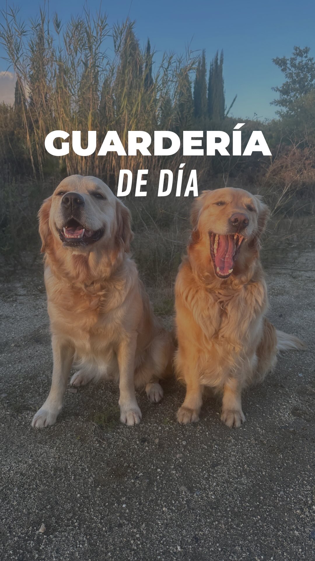 Revolución en la granja🔥
#dogtraining #perrosfelices #socializacioncanina #maresme #guarderiacanina #goldenretriever