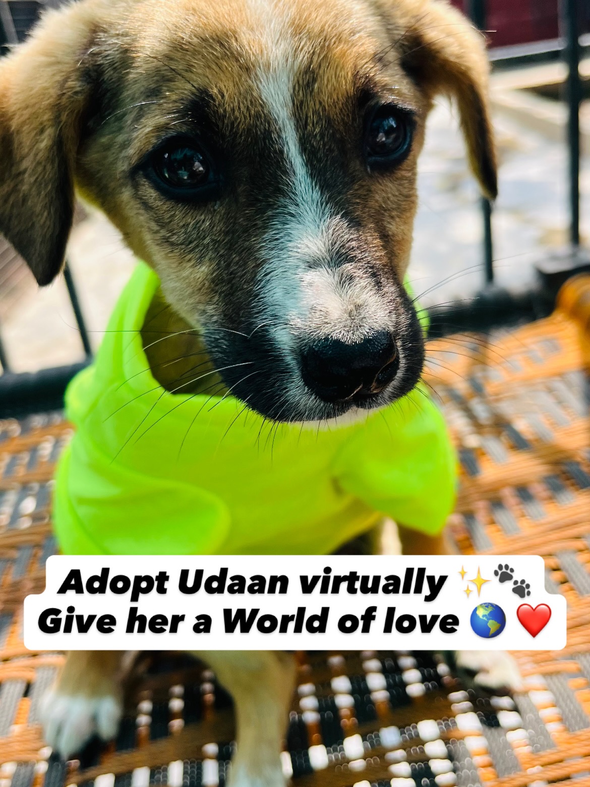 Welcome back to our 9th episode of the Virtual Adoption Program š¾āØ
Meet Udaan š¤
Udaan is hardly a month-old female puppy who was found by a kind passerby crying in pain on the roadside, with no mother or siblings around. The lady immediately took her to a nearby doctor for initial pain relief and was then guided to our shelter, where she brought Udaan for further care. She has also promised to adopt her once she recovers š¤
Udaan cannot walk. We have conducted her X-rays, which revealed an injury in her pelvic region. She is currently under treatment and care.
Despite everything she has been through, Udaan is fighting every day with strength and courage. She is safe with us, receiving all the love, care, and medical attention she needs š¤š¶
Udaan will need continuous care, treatment, and support for her recovery. š¾
You can become Udaanās parent through virtual adoption. Your support of ā¹2,000 / $30 per month will help us give her the care and comfort she deserves.
š© DM us to virtually adopt Udaan and become her Guardian Angel š