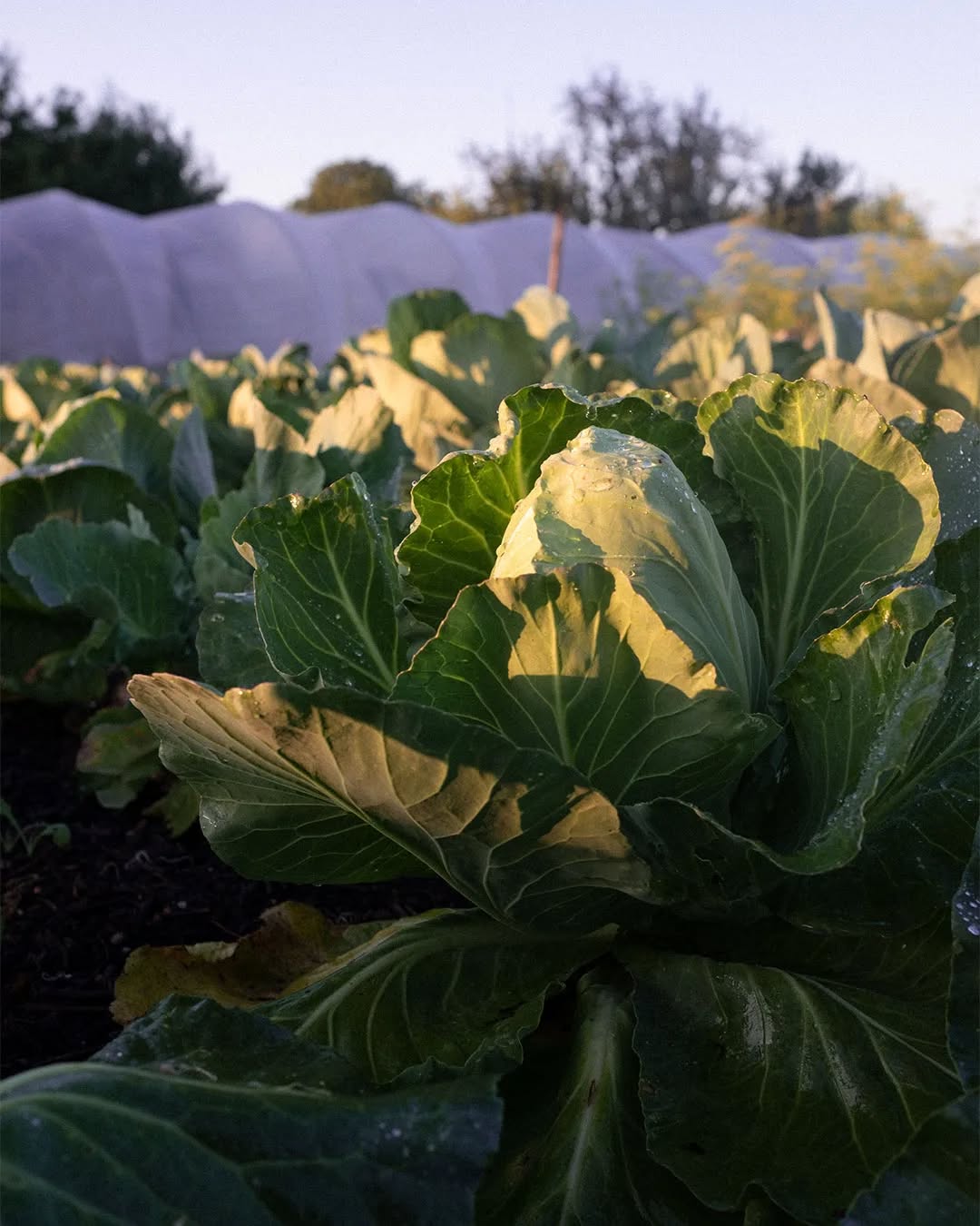 Letzte Ernte des Jahres, Wintergefühl im Garten🌿
#wintergemüse #marketgardening #gemüsekiste #gemüsekisteheidelberg #wildraum