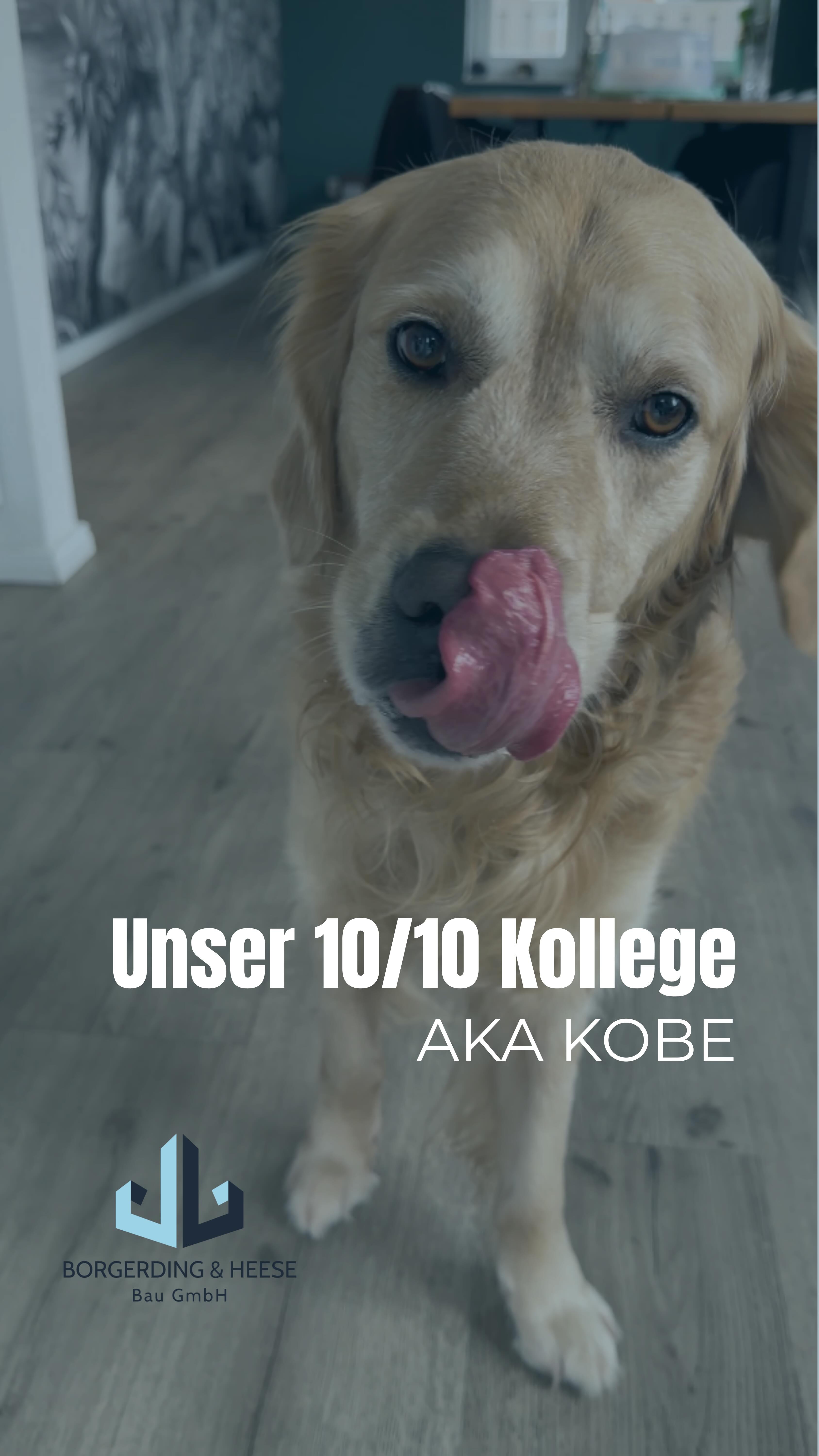 POV: Der süße Kollege kommt ins Büro 🫣
#pov #büroalltag #officedog #corporatehumor #borgerdingundheese