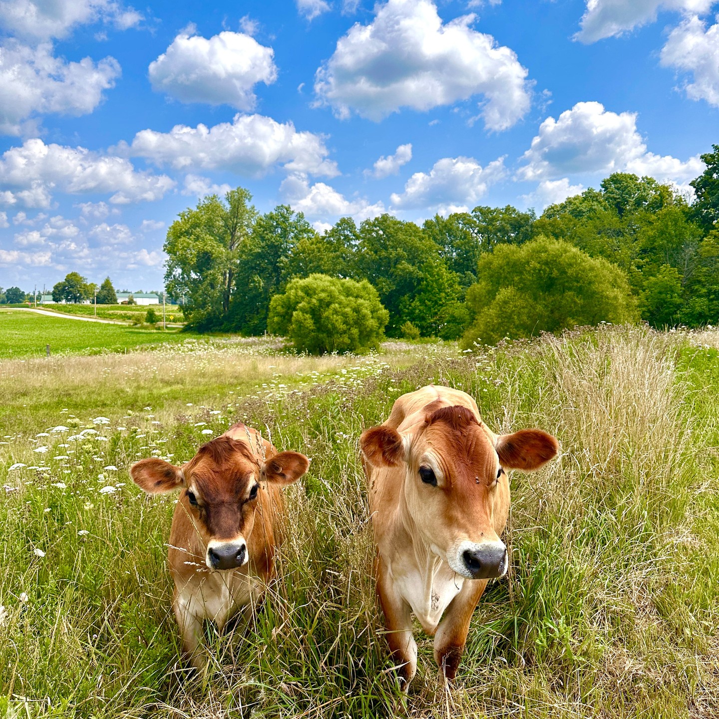 Hoping your Labor Day weekend is as chill as these two! 🐄🌾
#CowGoals #wabashcountyindiana #wabashcounty #hobbyfarm