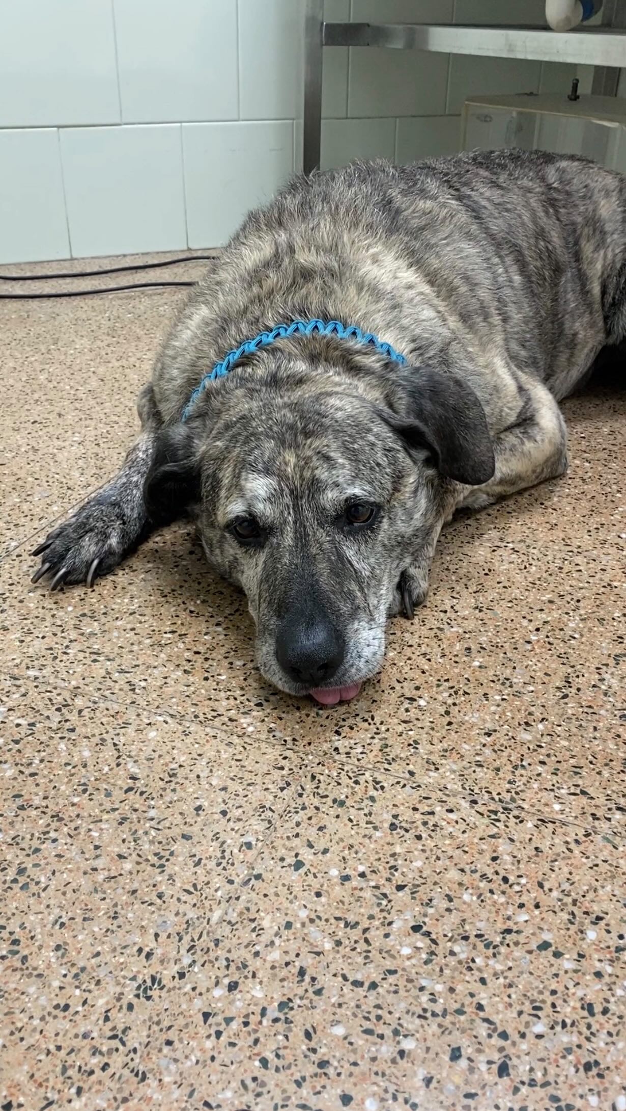 Avui us volem presentar el cas de l'Odín, un gran exemple que tot i tenir un gos d'edat avançada mai s'ha de tirar la tovallola 💪🏼💞.
Fa gairebé un any l’Odín (13 anys) arribava a la clínica en estat crític. 💔🚑 Després del diagnòstic d’un tumor a la melsa que li havia rebentat i li sagnava activament dins la panxa🩸🩸, el vam intervenir d’urgència aquell mateix dia. 🏥⏱️🩺 Amb un enfocament multimodal i un seguiment adequat, l’Odín es va recuperar i ha pogut gaudir d’aquest any amb tota la qualitat de vida. ✨🐶💛
Avui ens ha vingut a veure per un mal d’esquena —les coses de fer-se gran— 🦴🐕🦺 i esperem que es recuperi ben aviat. 💙
Ens emplena d'il·lusió veure'l un any després, demostrant que, amb el tractament adequat, molts pacients oncològics poden tenir temps… i bon temps. 🌿⏳✨
Cada cas és únic, però sempre val la pena discutir i valorar amb el teu veterinari totes les opcions. Sempre amb la qualitat de vida com a objectiu 💛🐾📅💫
#OncologiaVeterinària #CasClínic #CàncerCaní #Hemangiosarcoma #QualitatDeVida GossosSèniors Veterinaris MedicinaVeterinària 🐾💛