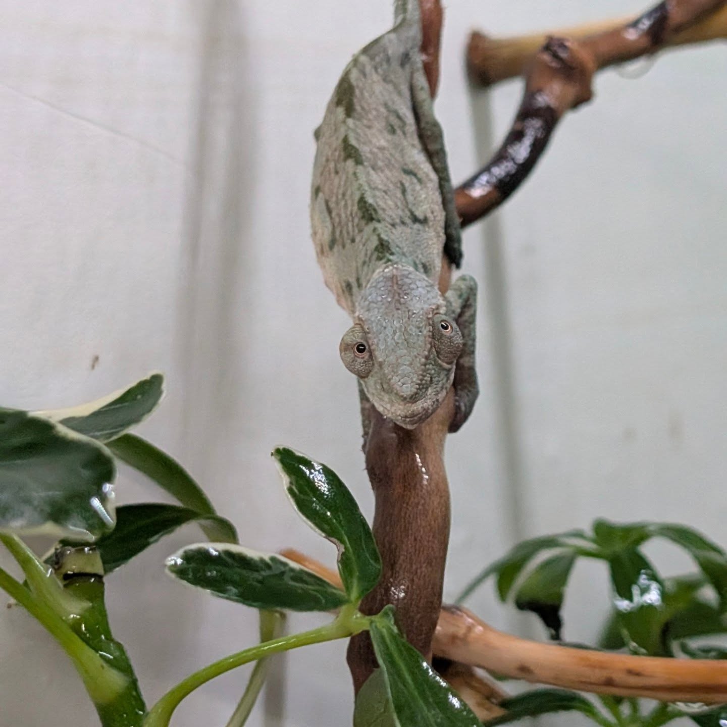 Sometimes the best trips include a little detour. 💚 💙
On our way south, we made a stop that was 100% worth it… and came home with TWO stunning Ambanja babies.
Welcome to the Happy Chams family, little tree climbers 🌿✨
The future is looking very blue around here.
#HappyChams #Ambanja #PantherChameleon #LittleTreeClimbers #ChameleonLife ReptileCommunity