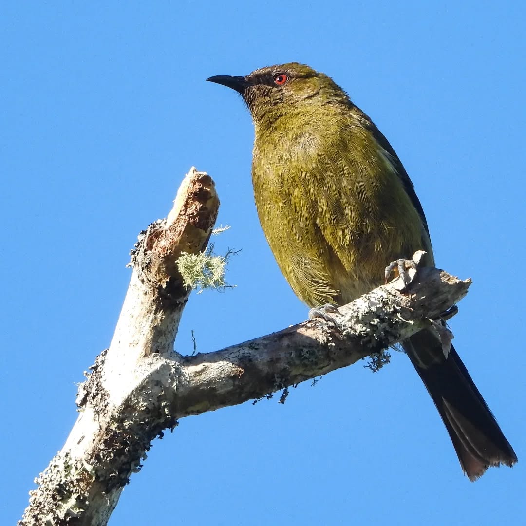 Bellbird in the morning sun
#karameabellbird #korimako #karameabirds
