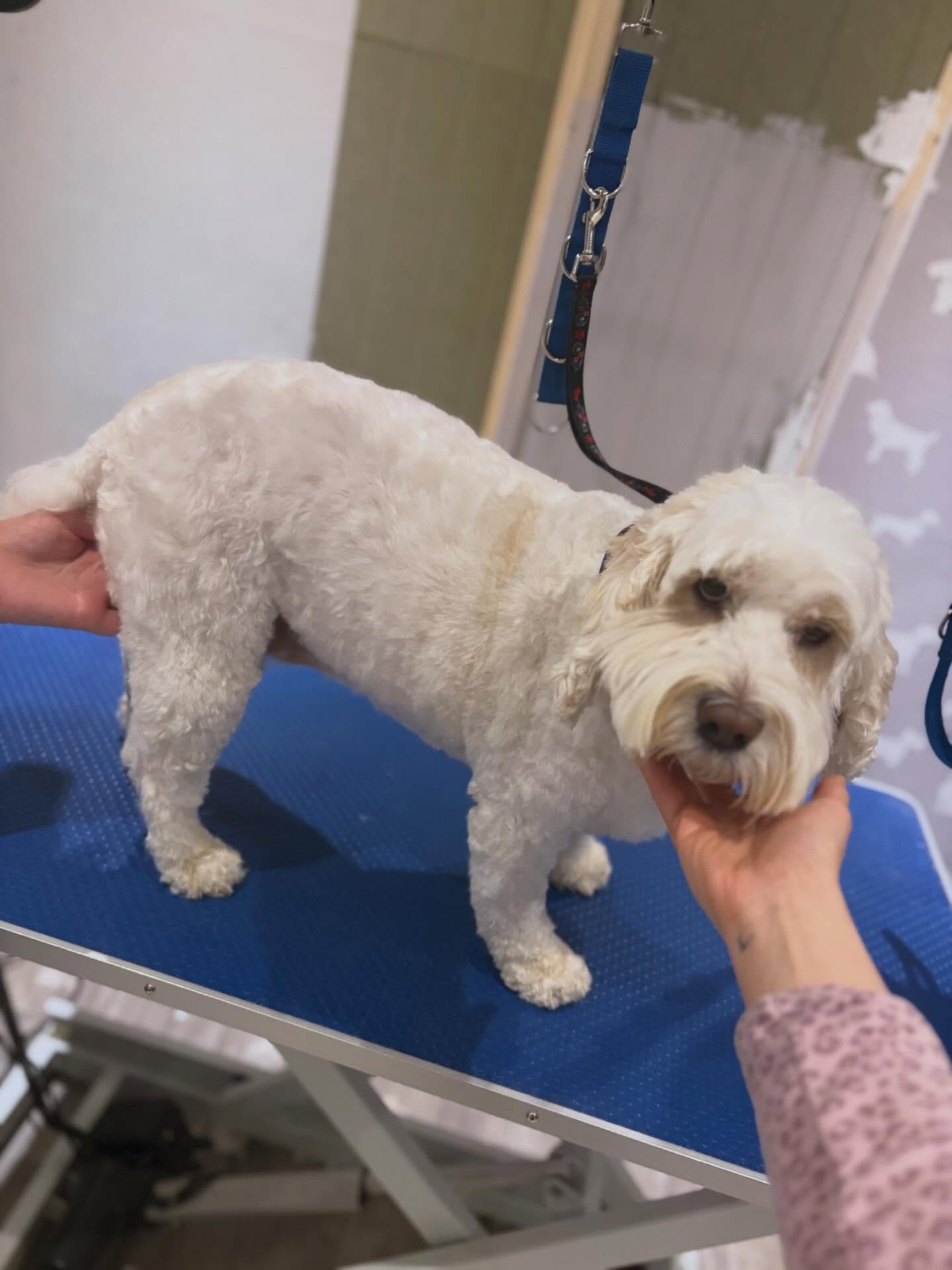 Dolly was an absolute angel to groom 💝 After // Before