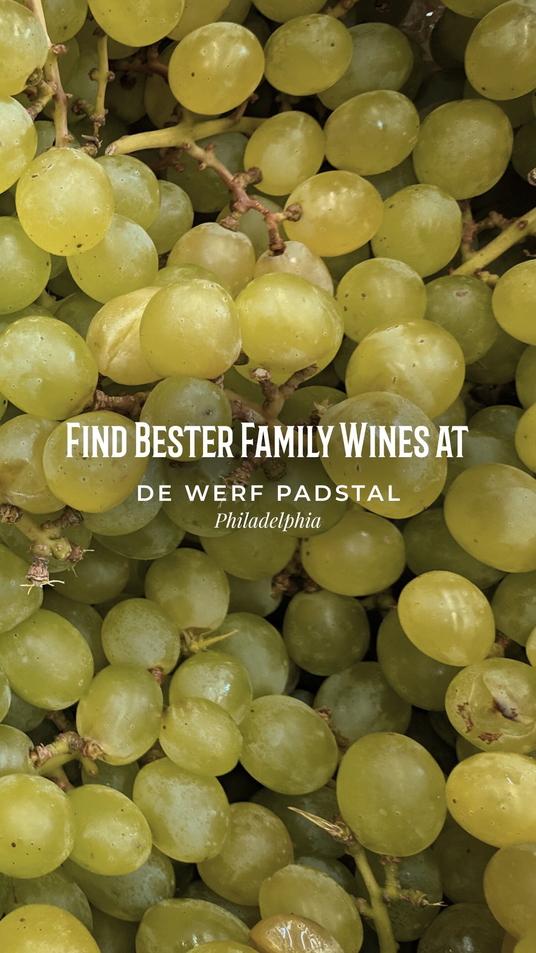 Out and about near Philadelphia? Pop in at @dewerffarmstall and stock up on a bottle of Bester Family Wines while you’re there 🍷🍷🍷
Our wines are available from the deli section at De Werf Restaurant, a fantastic spot on the N7 known for farm-fresh food, wood-fired pizza, and a weekend food market that’s always worth the stop.
📍 Whether you’re grabbing one of their famous pies on the go, staying for an all-day breakfast, or settling in for Sunday Roast with the family, there’s always something lekker happening at De Werf.
BONUS! They’ve got plug-points, and Wi-Fi if you need a spot to get some work done.
🕗 Farmstall: 8am–6pm daily
🍽 Restaurant: 8am–4pm (pizza till 5pm, and 8pm on Wednesdays)
🛒 Food Market: Sat & Sun, 10am–4pm
🔗 www.dewerf.co.za
#SwartlandWine #BesterFamilyWines #DeWerfFarmstall #BFR #DeWerf