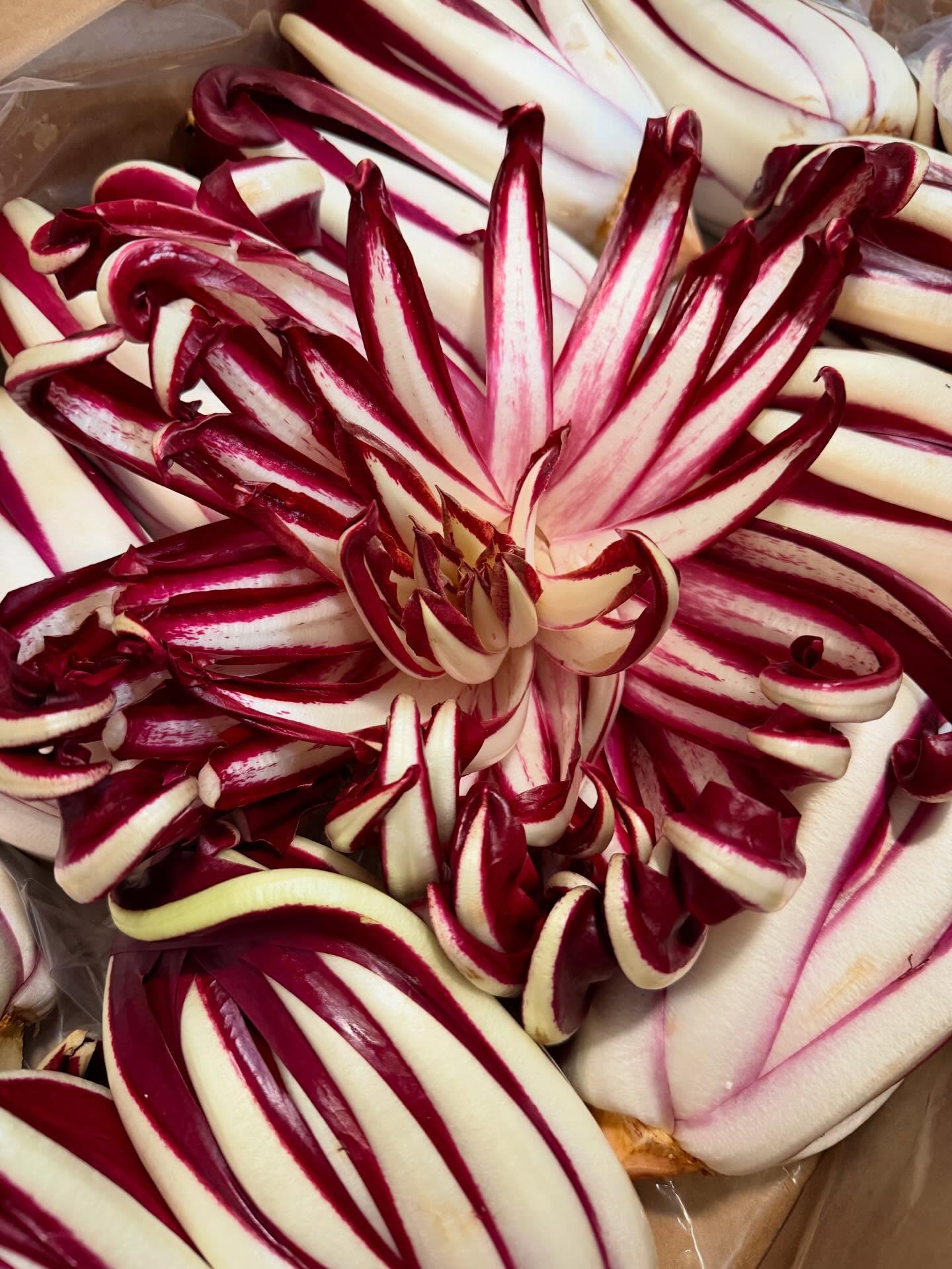 With its distinctive crimson color, crispy texture, and unique taste, make an impression this gorgeous imported Italian Tardivo Raddichio!