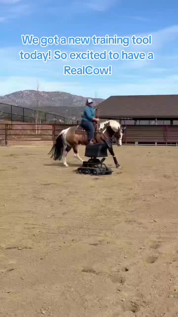 Cutter tried out our new toy fresh out of the box! We are so excited to have a RealCow Training Systems!
#bredbysecrethillsranch #MarkedForGreatness #aphaproud #ranchriding #shrqtsdiamondcutter #reininghorsesofinstagram #ranchy #painthorse #shrbred #stallion #secrethillsranch #rideareiner #tobiano #NRHAReining